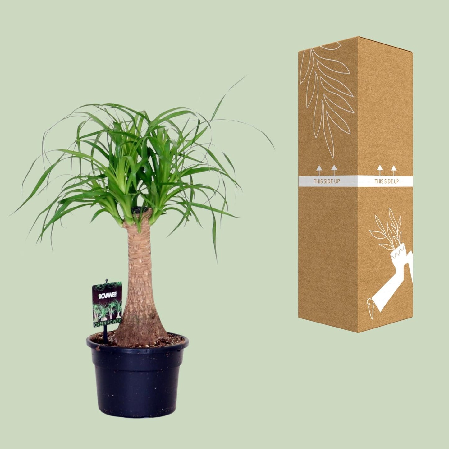 Beaucarnea Nolina - Ø17cm - ↕50cm - Pflanzfix24