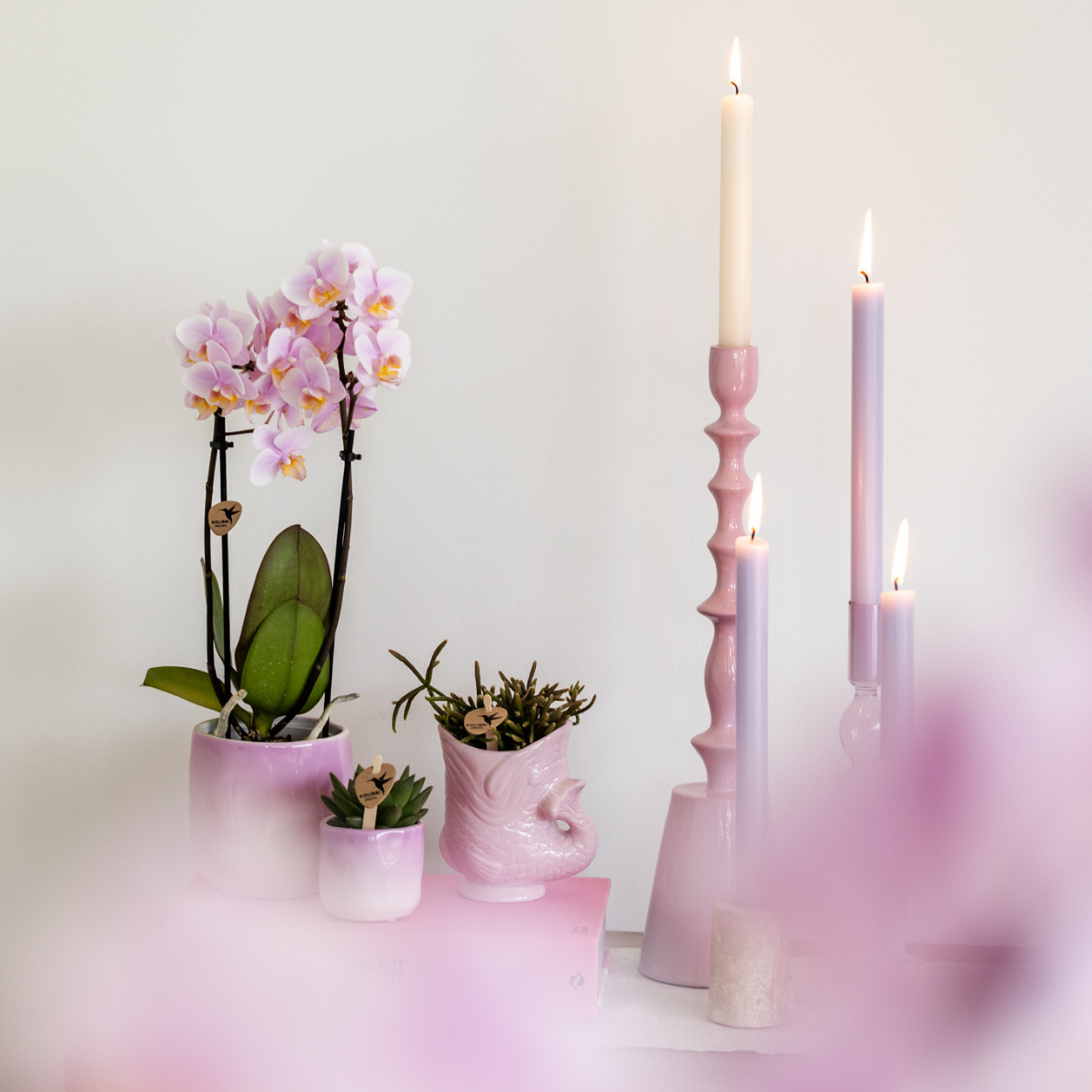 Kolibri Home | Fish - Pink - Ø6cm - Pflanzfix24