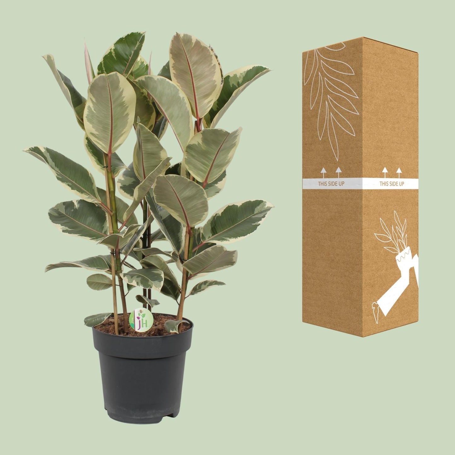 Ficus Tineke - Ø27cm - ↕85cm von Pflanzfix24.de - Pflanzfix24.de