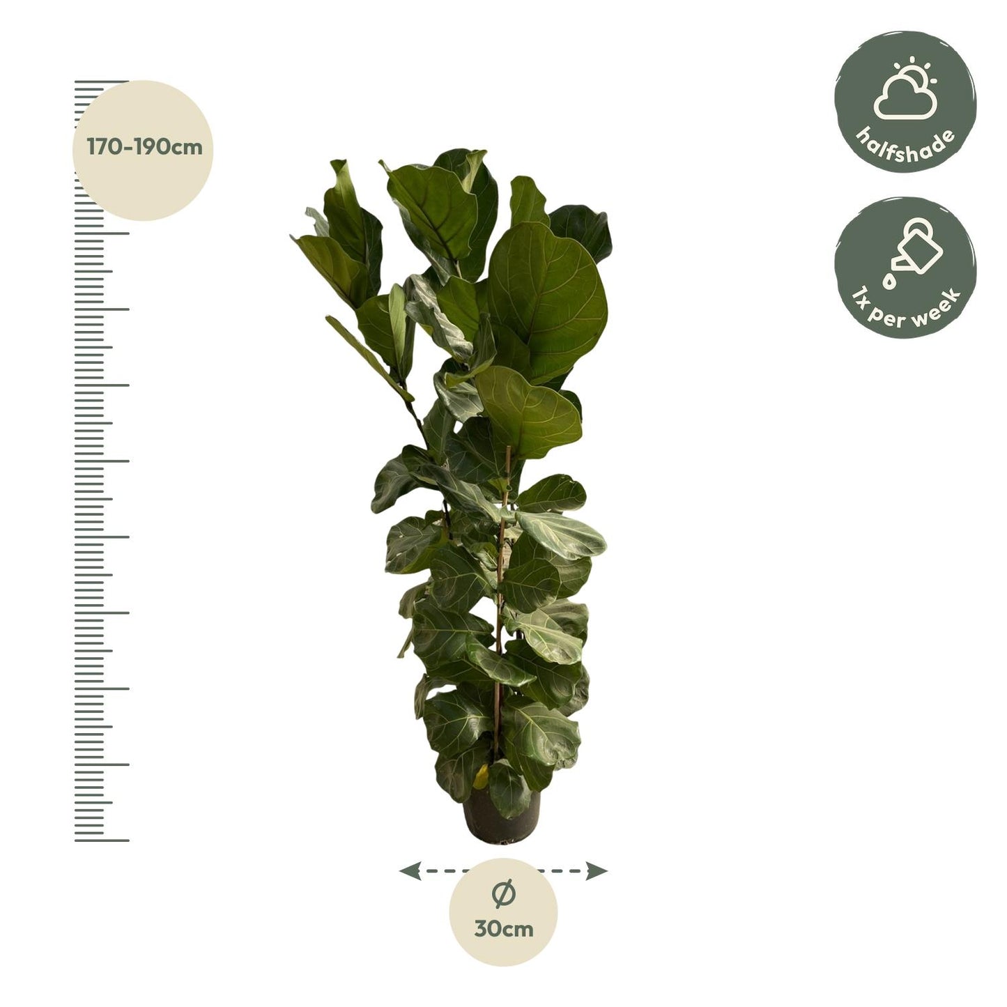 Ficus Lyrata struik - 180 cm - Ø30 von Pflanzfix24