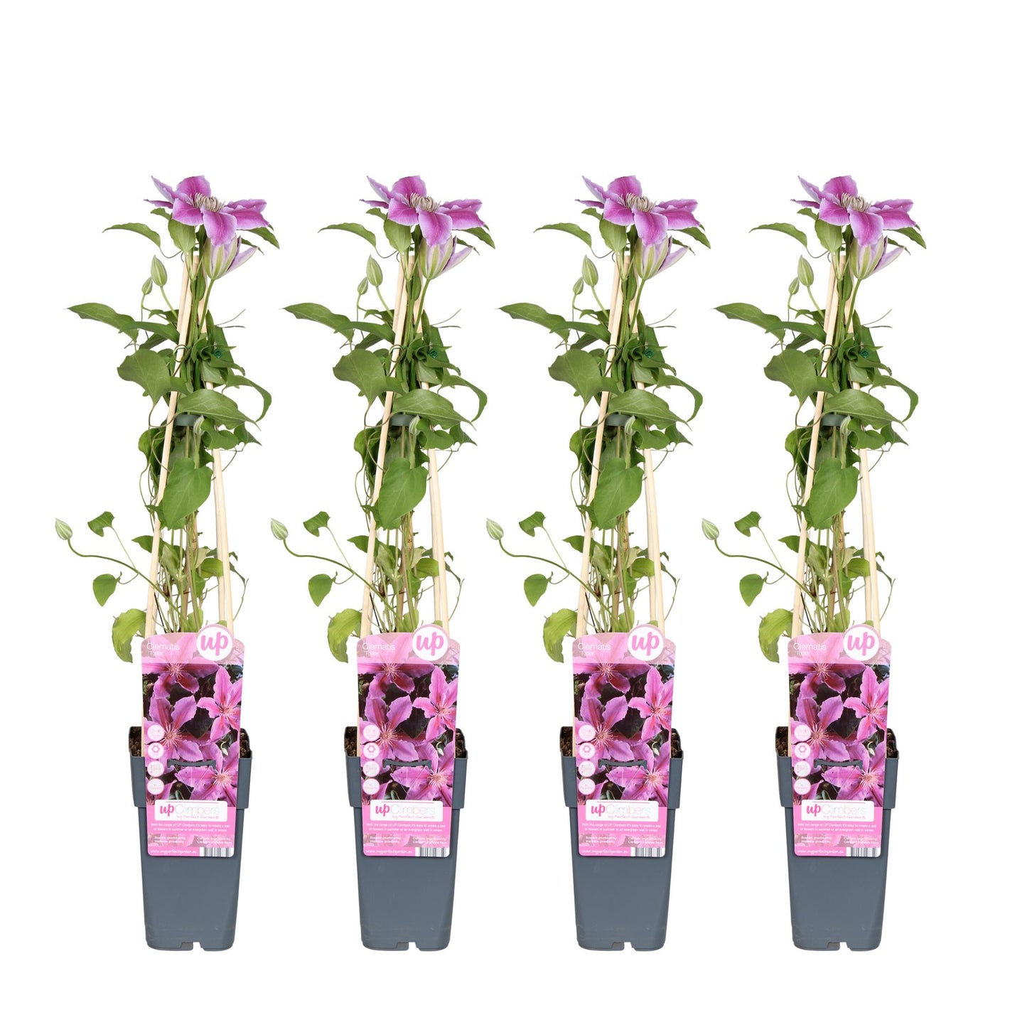 4x - Clematis Tudor - 65cm - Ø15 - Pflanzfix24