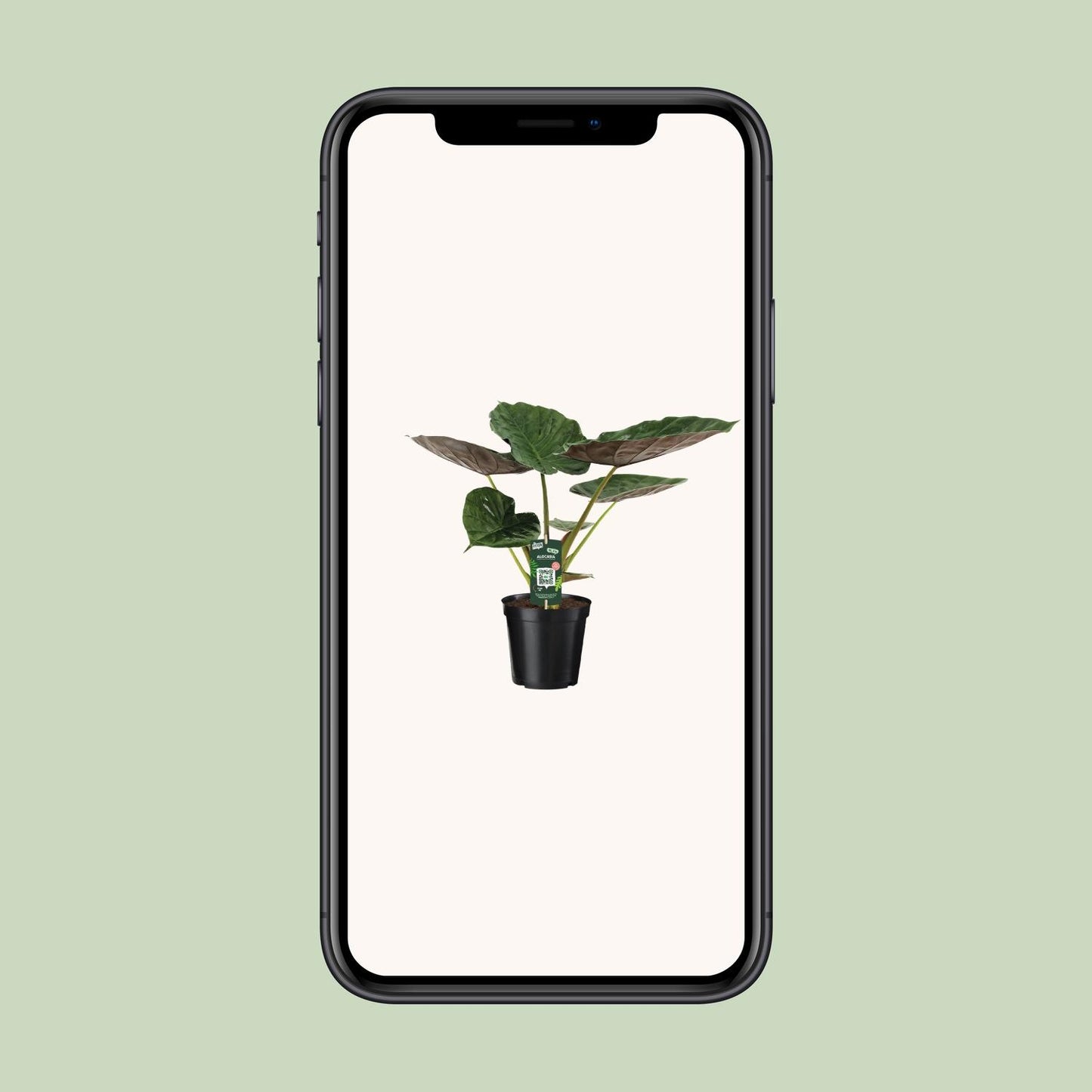 Alocasia Wentii - Elefantenohr - Ø19cm - ↕70cm - Pflanzfix24.de - Pflanzfix24.de