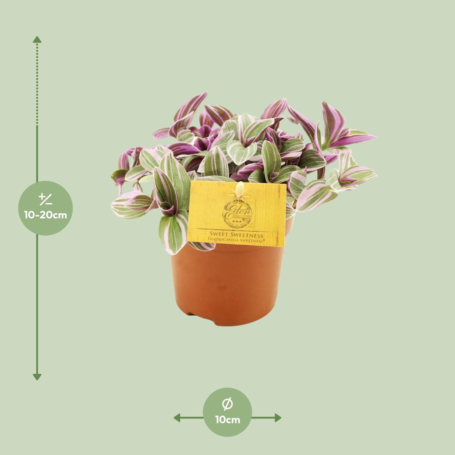 Tradescantia Sweetness – Schönpflanze (Dreimasterblume) | Pflanzfix24.de - Pflanzfix24.de
