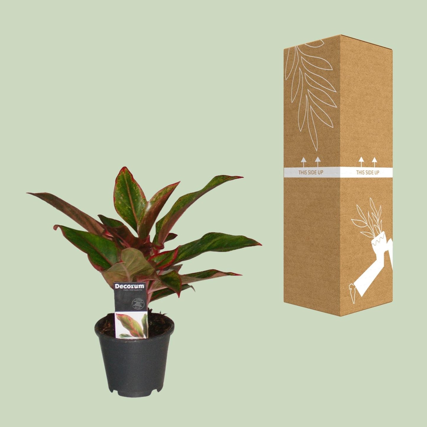 Aglaonema Crete - Ø12cm - Pflanzfix24
