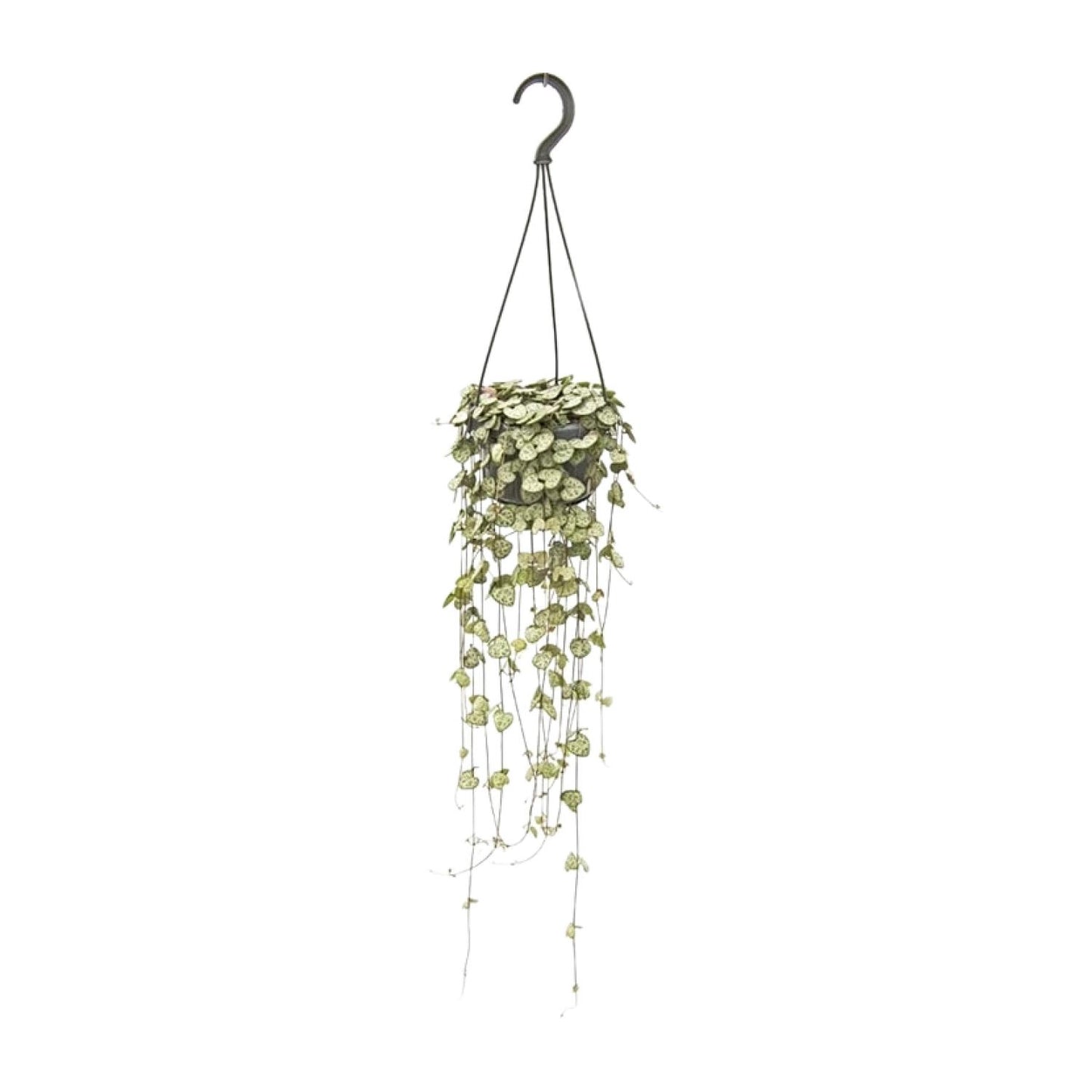 Ceropegia Woodii Hang - Ø14cm - ↕50cm - Pflanzfix24.de - Pflanzfix24.de