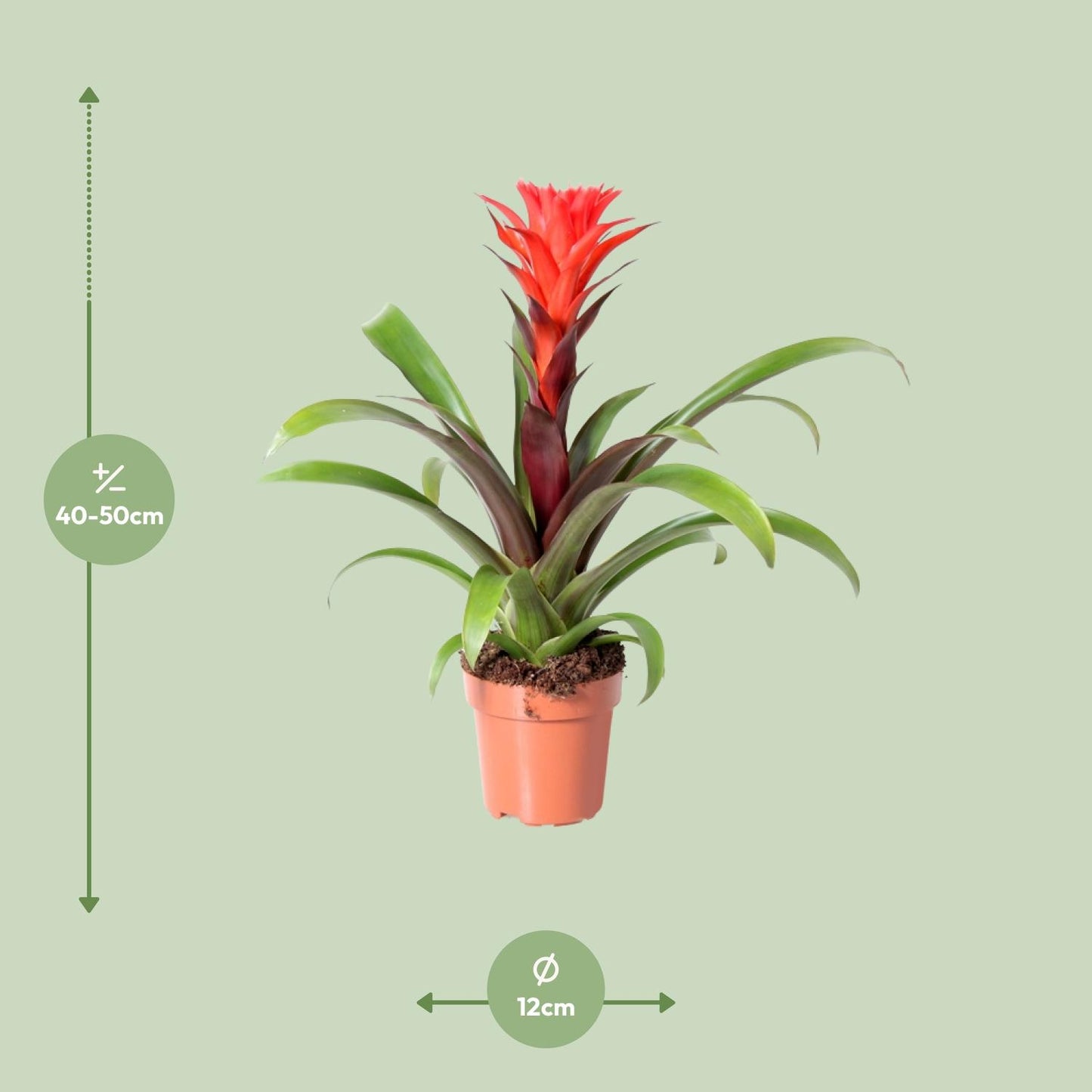 Guzmania Rockyflower Hope - Ø12cm - ↕43cm - Pflanzfix24