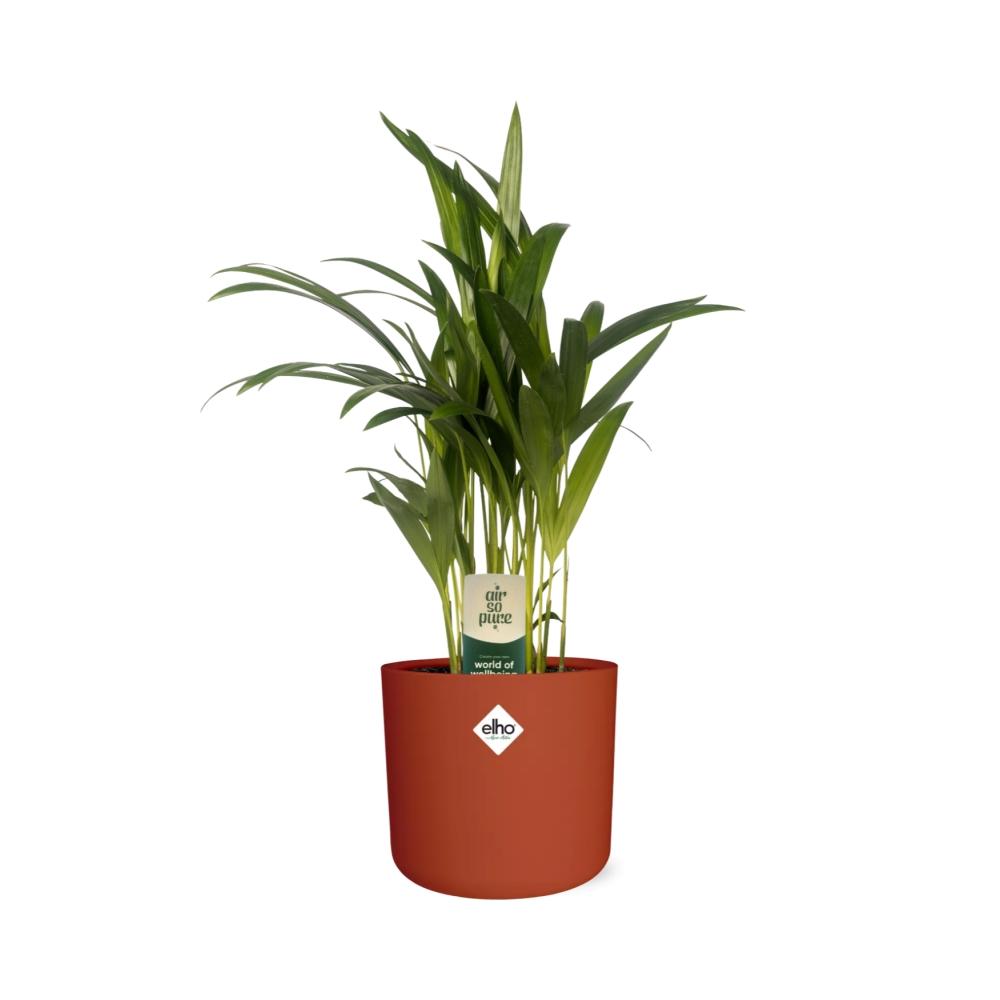 Dypsis Lutescens (Areca) 12cm - Bambuspalme - Pflanzfix24