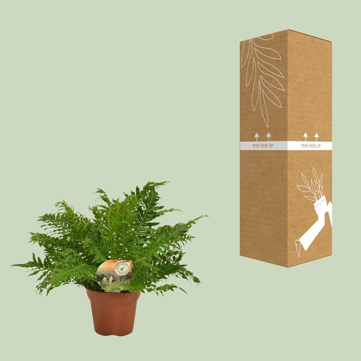 Blechnum Silver Lady - Ø17cm - ↕50cm - Pflanzfix24.de - Pflanzfix24.de
