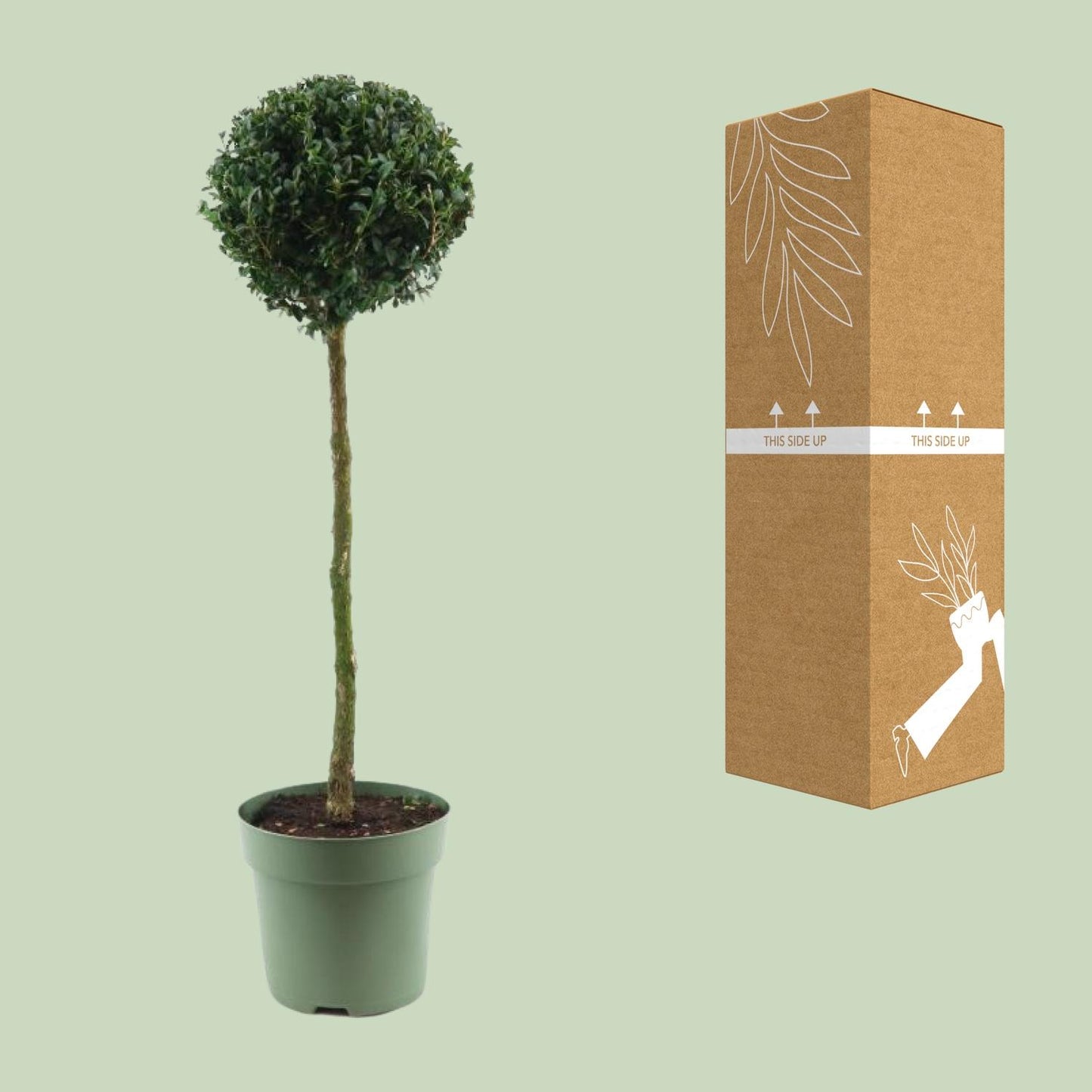 Buxus Semp. Mono-Ball - Ø23cm - ↕85cm - Pflanzfix24