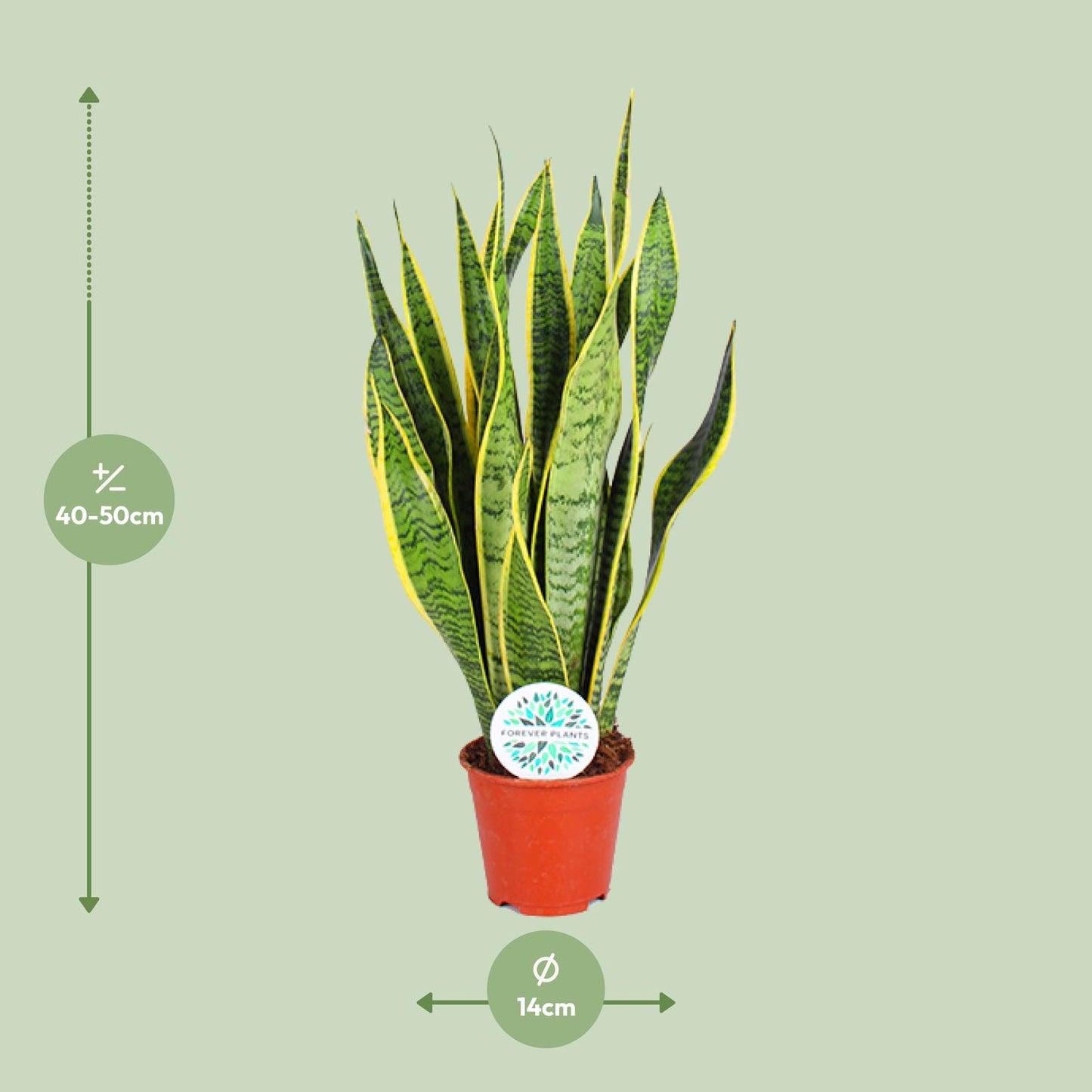 Sansevieria Trifasciata Laurentii Ø14cm | Pflegeleichte Zimmerpflanze – Pflanzfix24