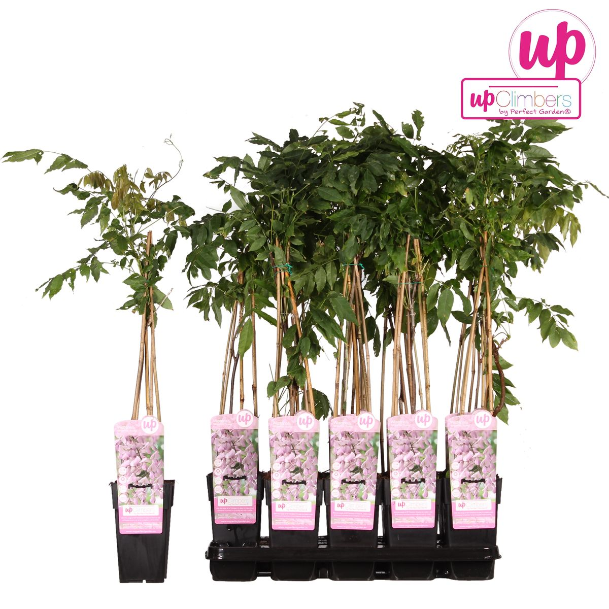 Wisteria floribunda 'Rosea' Rosa Regen 65cm - Kletterpflanze | Pflanzfix24.de - Pflanzfix24.de