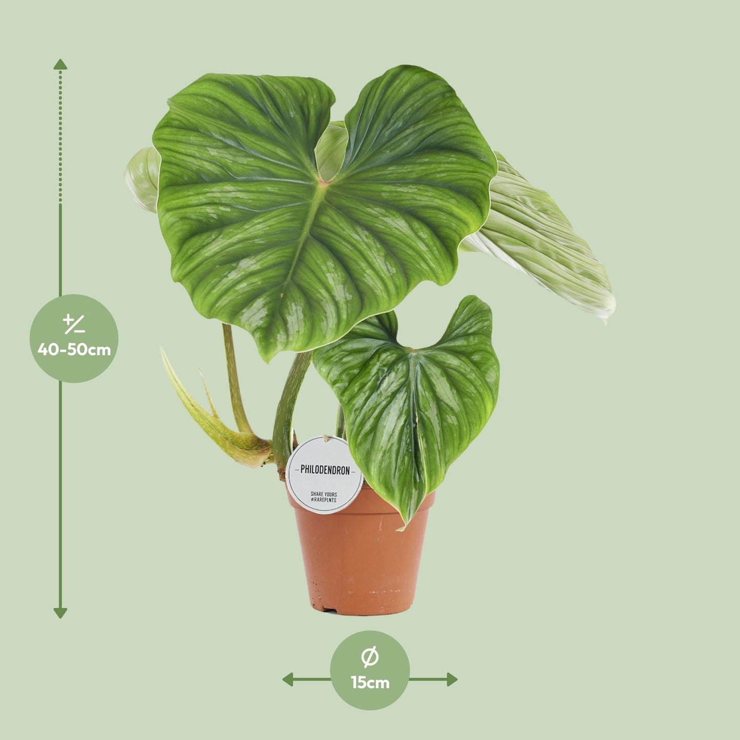 Philodendron Plowmanii Ø15cm, 50cm hoch – Zimmerpflanze | Pflanzfix24