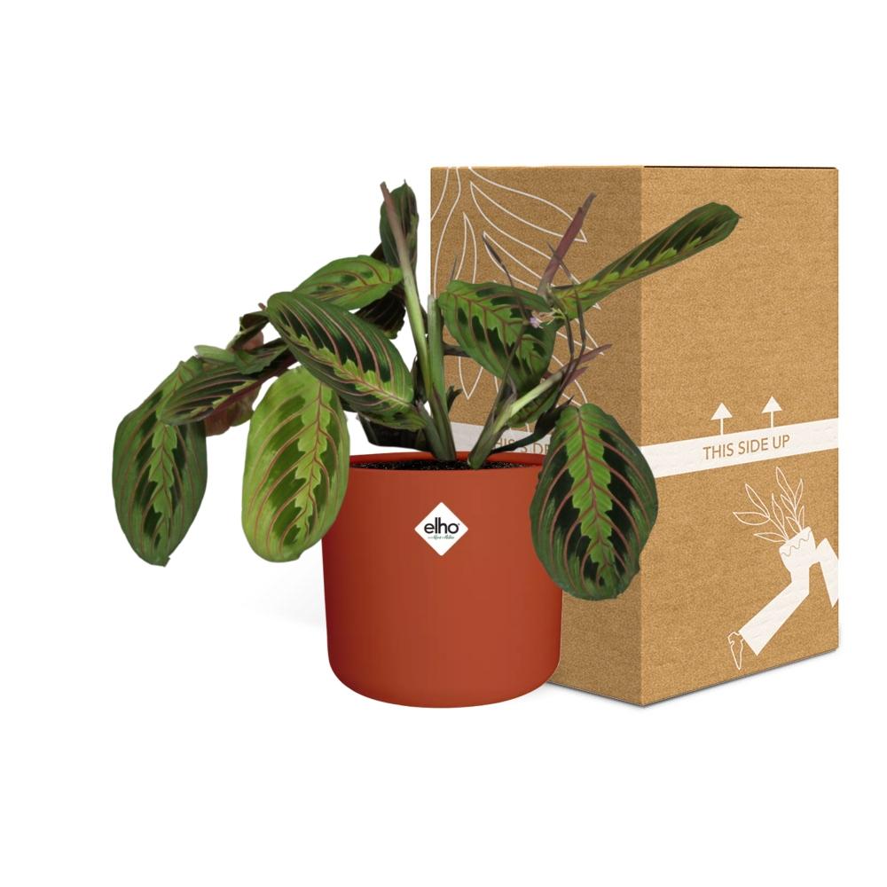 Maranta Leuconeura ‘Fascinator’ Tricolor in ELHO b.for soft rond 14cm brique - Pflanzfix24