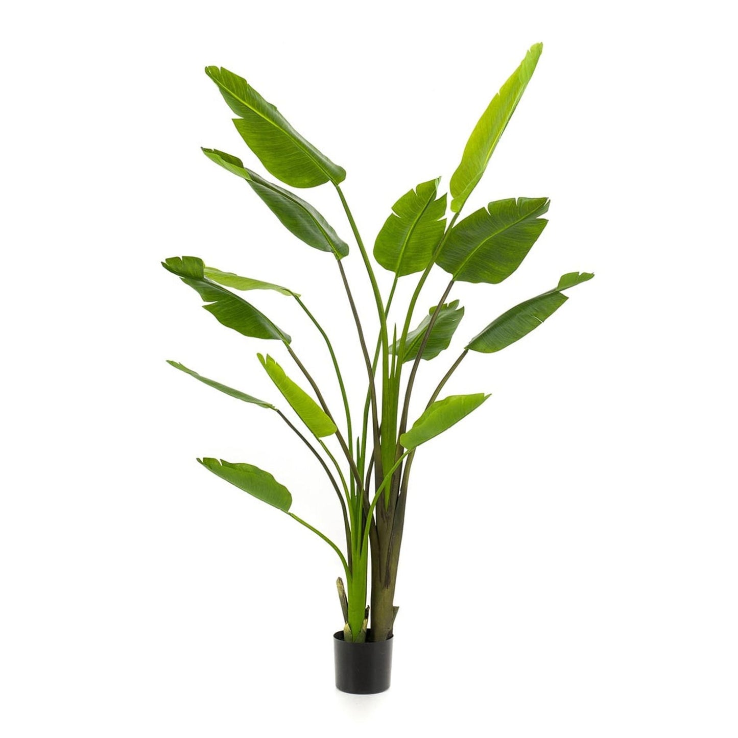 Strelitzia nicolai - 180 cm - In zwarte pot - Kunstplant - Pflanzfix24