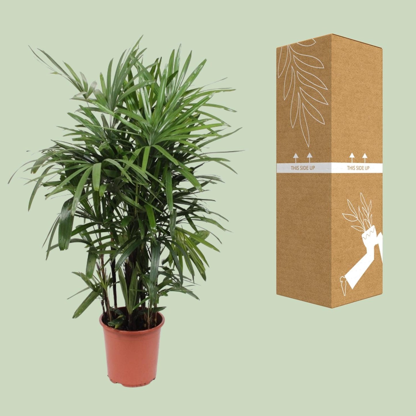 Rhapis Excelsa Steckenpalme Ø27cm – Pflanzfix24.de - Pflanzfix24.de