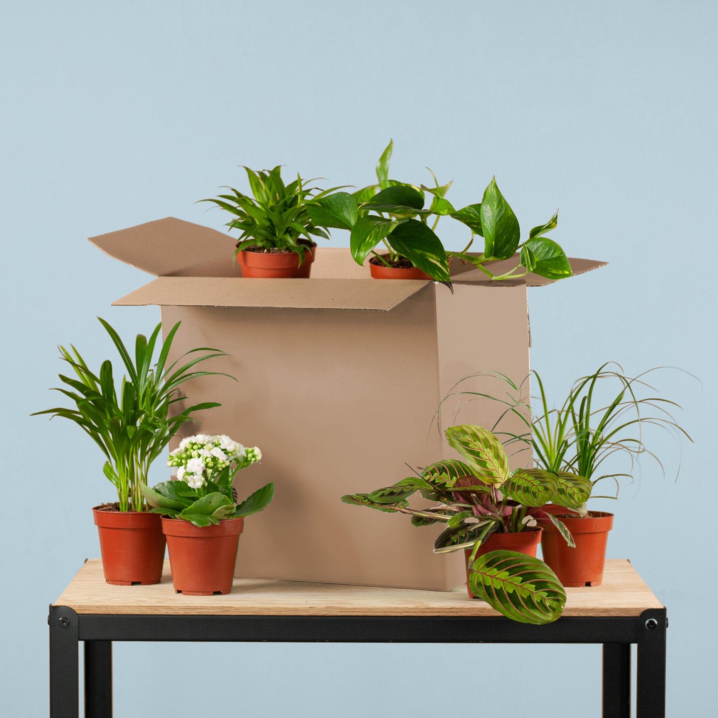 Green Misfitbox 6er Zimmerpflanzen Set Überraschung - Pflanzfix24