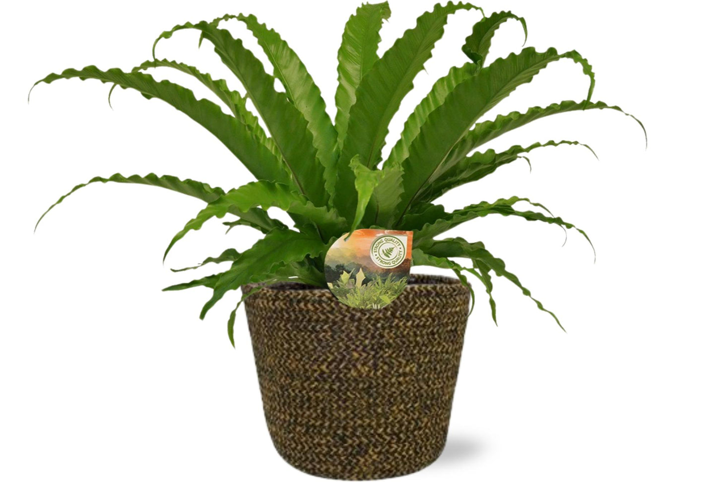 Asplenium Osaka - Ø17cm - ↕40cm + Selin Pot D18x16cm - Schwarz - Pflanzfix24.de - Pflanzfix24.de