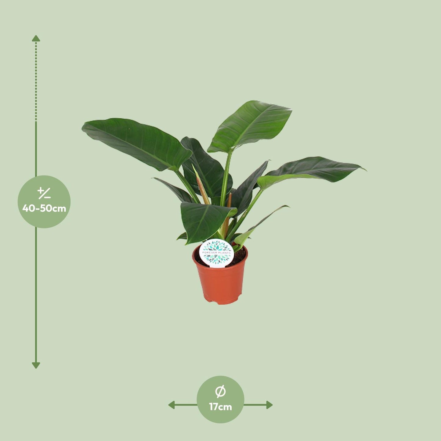 Philodendron Imperial Green - Ø17cm - ↕50cm - Pflanzfix24