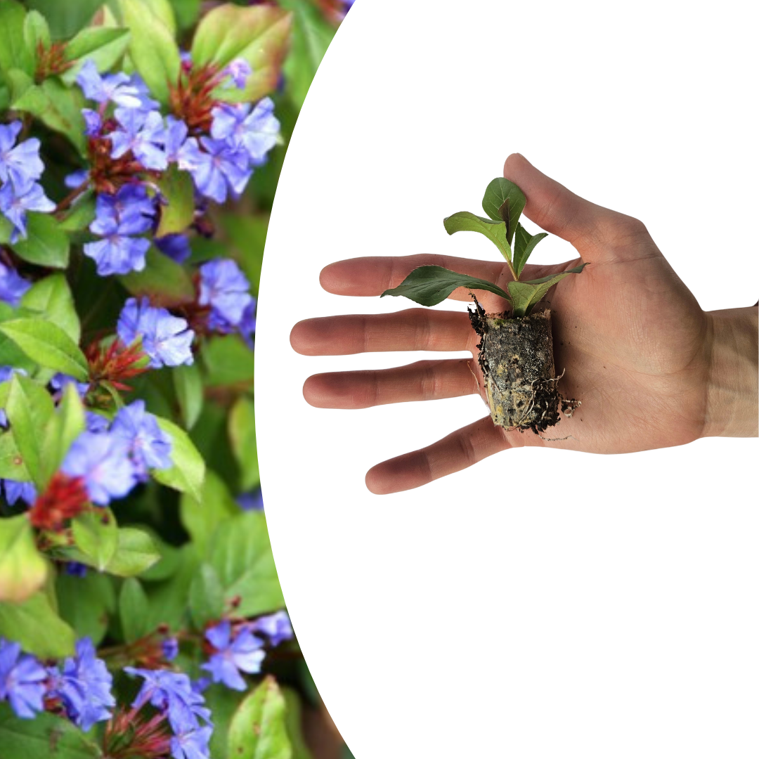Ceratostigma 6er Pflanzset für Herbstgarten - Pflanzfix24