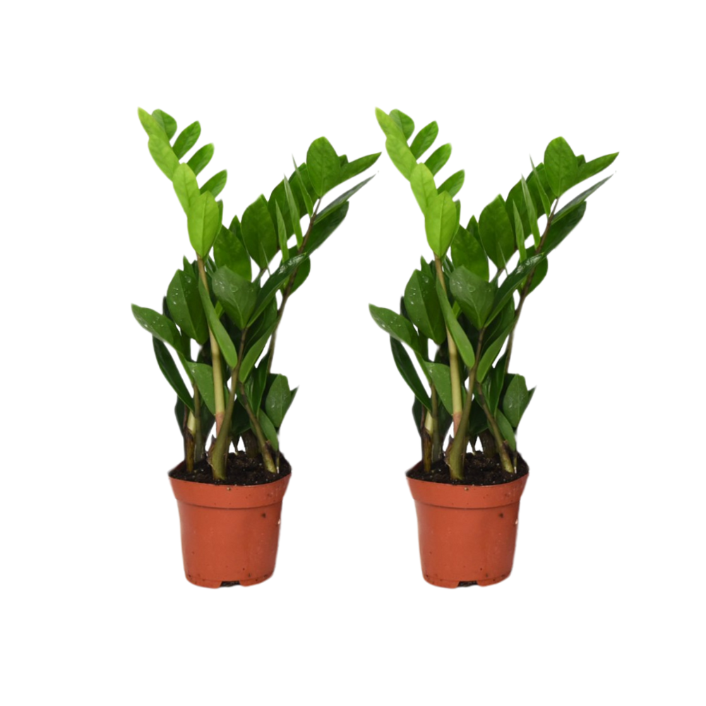 Zamioculcas 2er Set Ø12cm – Robust & Pflegeleicht | Pflanzfix24.de - Pflanzfix24.de