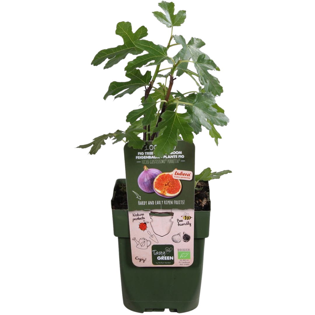 BIO Obstpflanzen-Mix Süße Ernte Trio – Pflanzfix24.de - Pflanzfix24.de