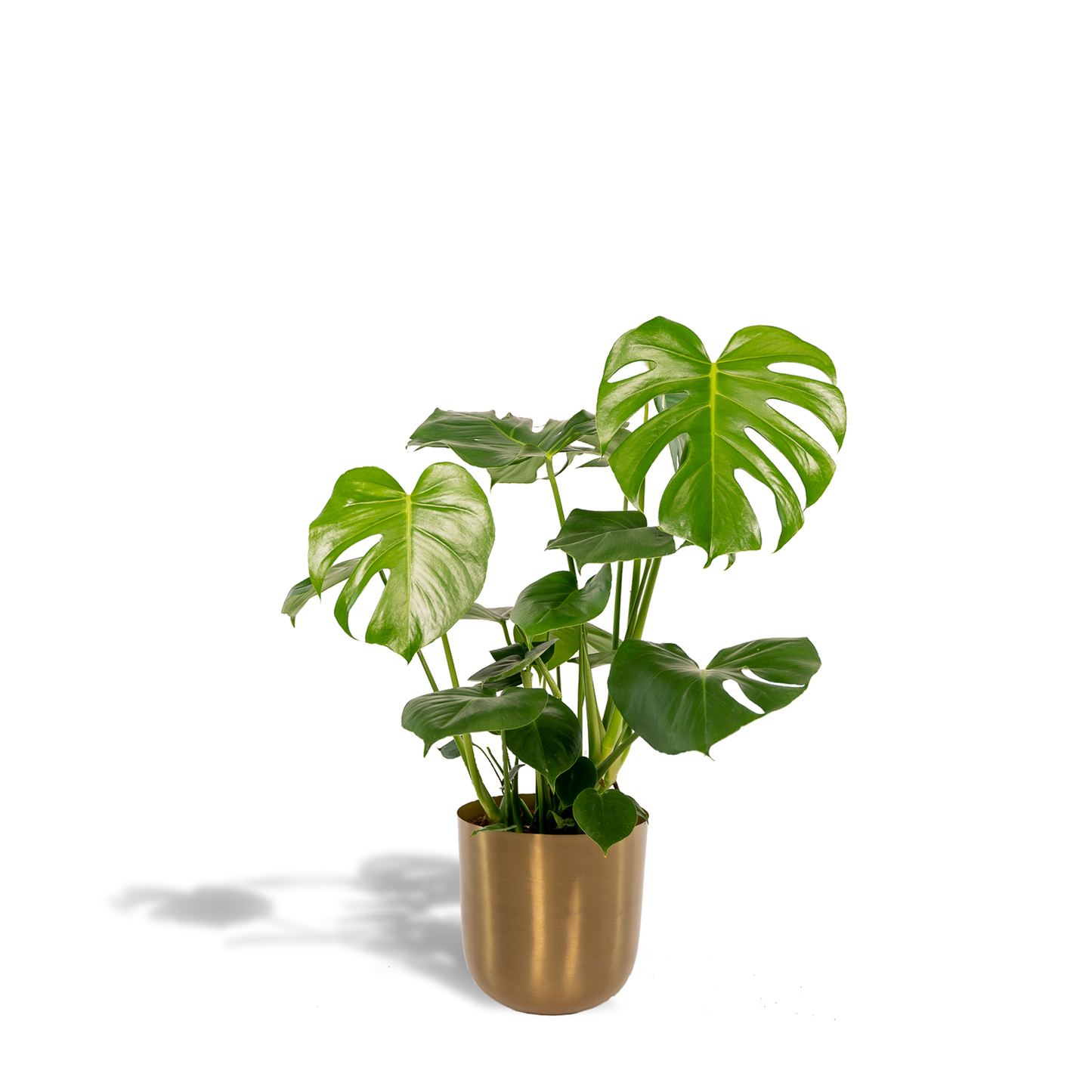 Monstera Deliciosa + Topf Mayk Gold - 80cm - Pflanzfix24
