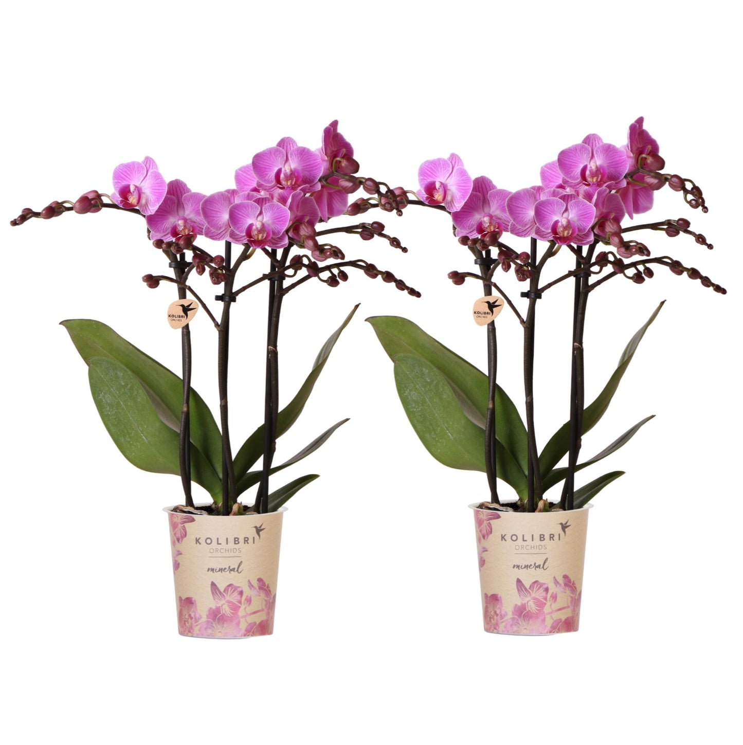 Kolibri Orchids Kombi-Angebot - pflanzfix24