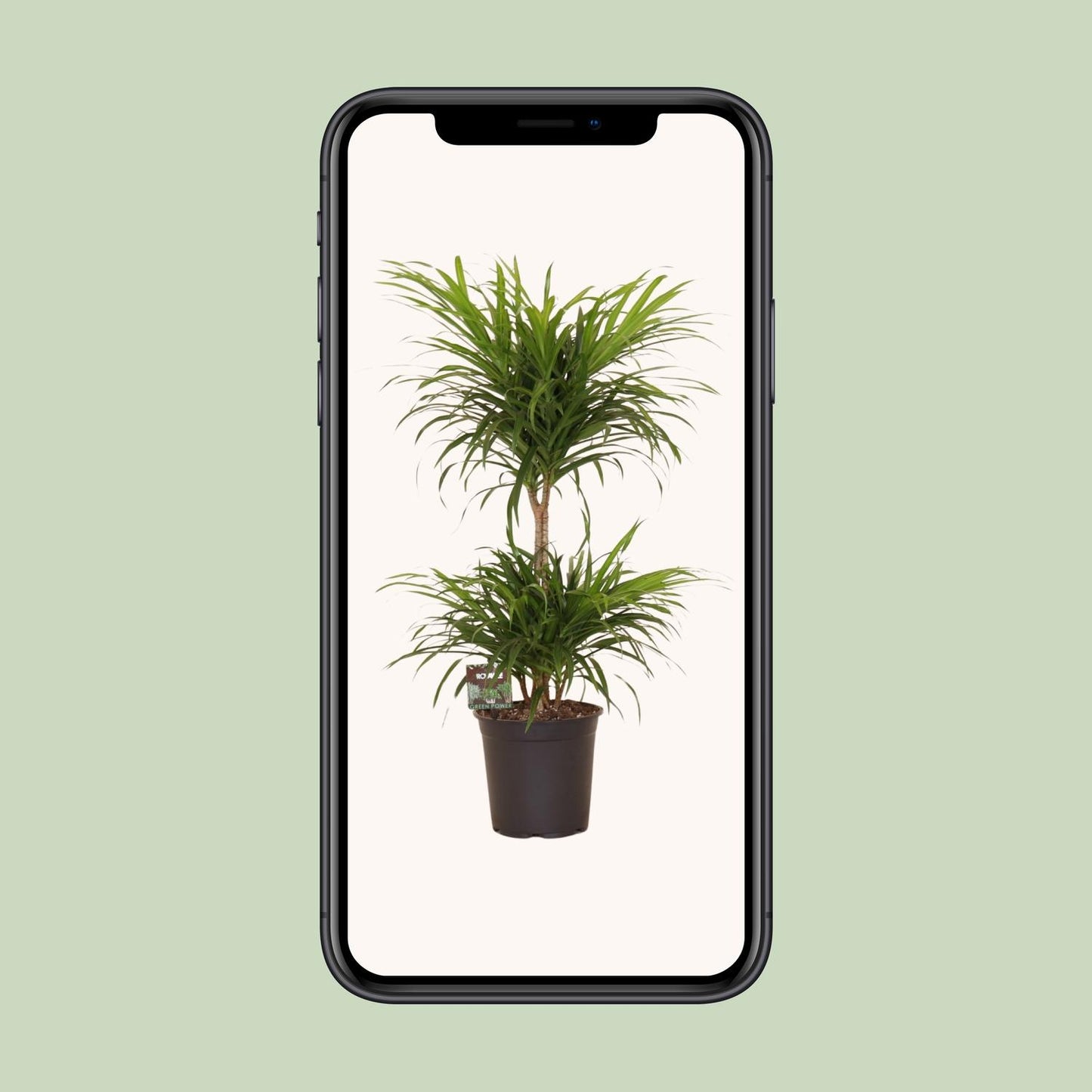 Dracaena Refl. Anita Variegata - Ø21cm - ↕80cm - Pflanzfix24