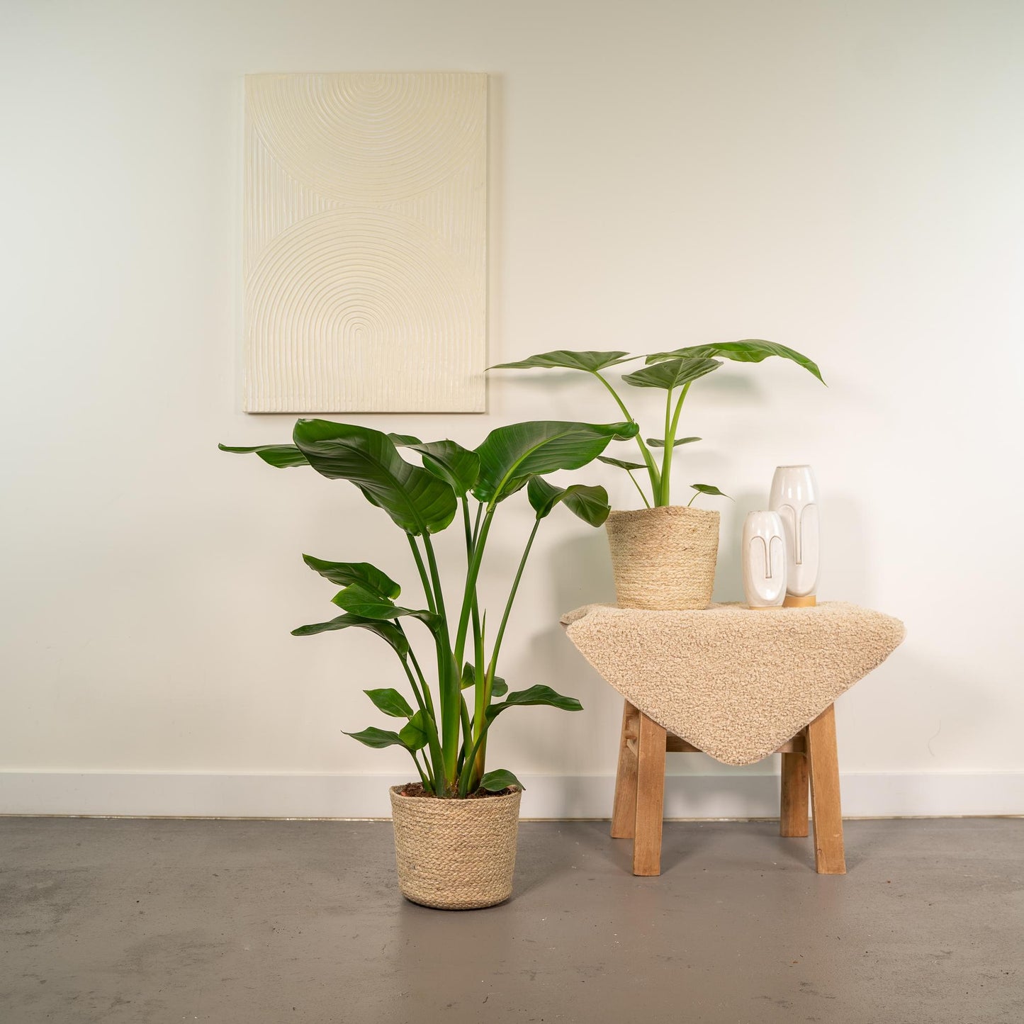 Strelitzia & Alocasia Set mit Korb – Pflanzfix24.de - Pflanzfix24.de
