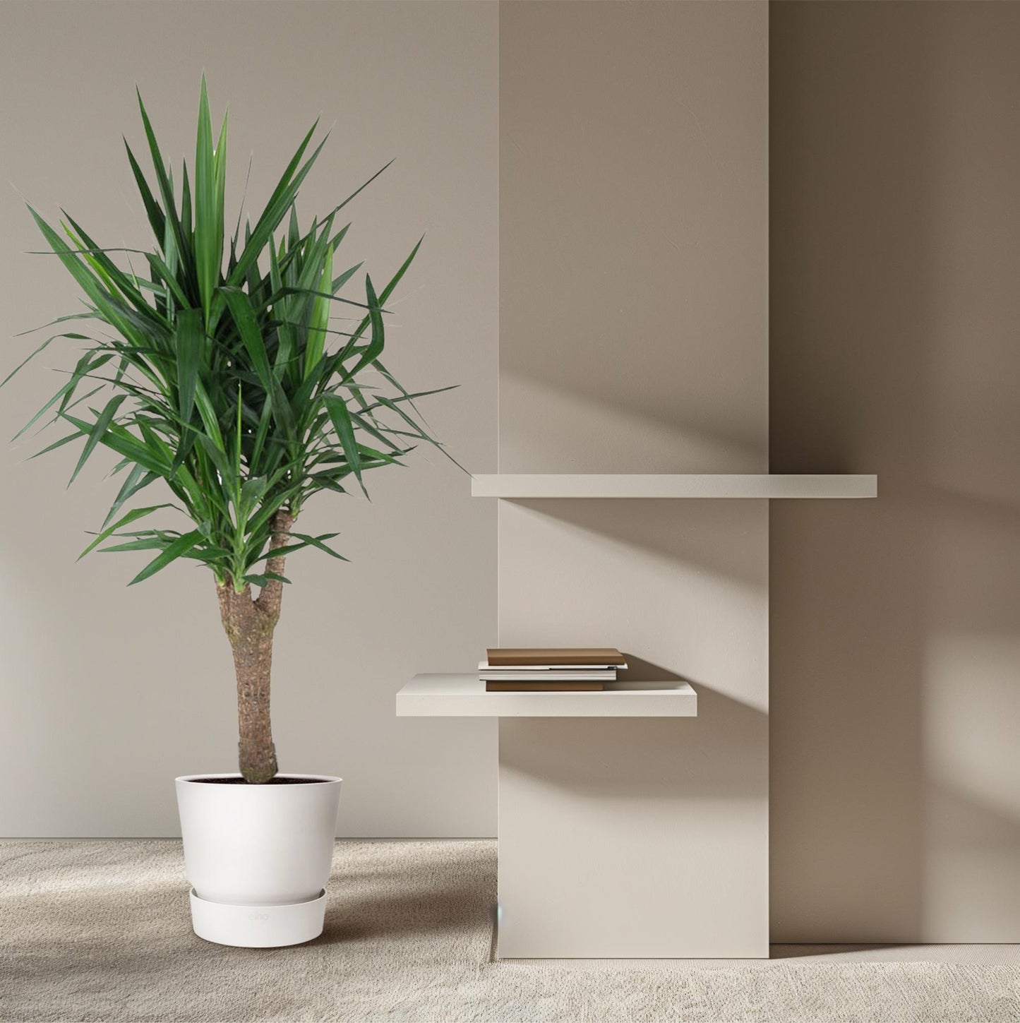 Yucca Elephantipes 150 cm vertakt – Pflanzfix24.de - Pflanzfix24.de