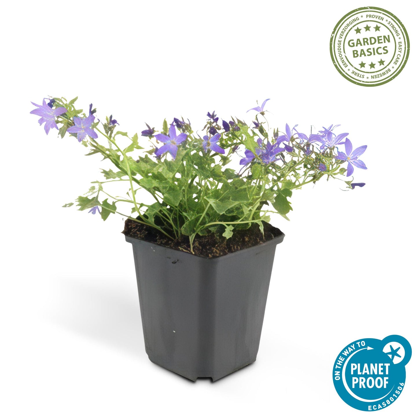 20x Campanula poscharskyana 'Stella' - ↕10-25cm - Ø9cm - Pflanzfix24