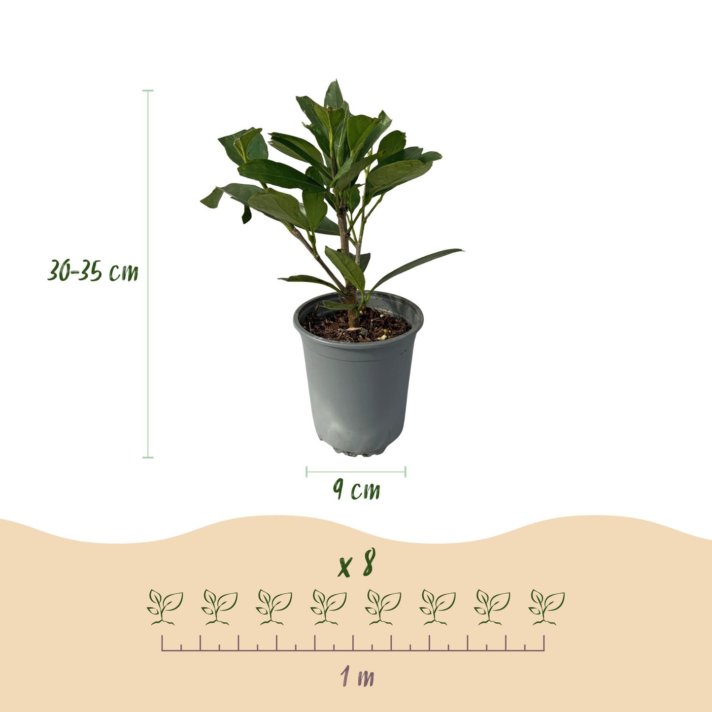 Pflanzfix24 - Prunus laurocerasus Caucasica - Heckenpflanzen - 8 Pflanzen - 1 laufenden Meter