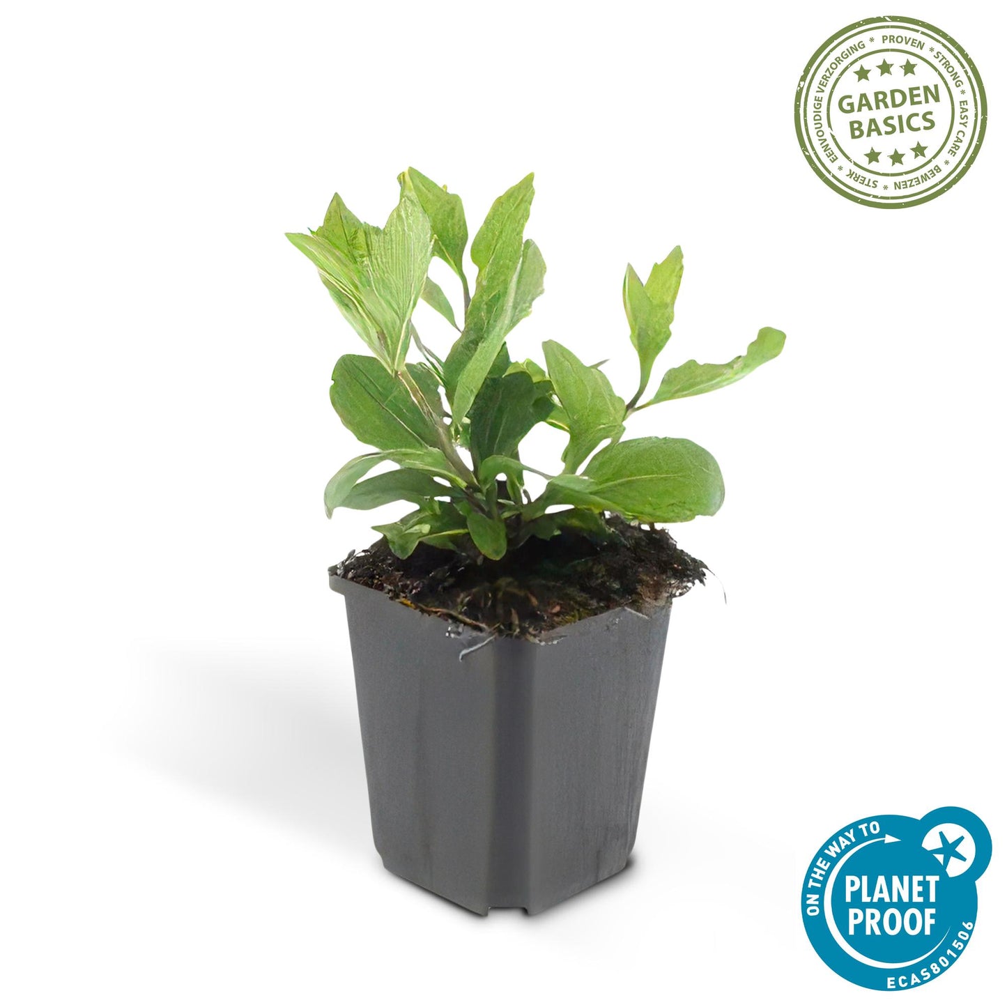 20x Aster ageratoides 'Asran' hellblau Ø9cm Stauden – Pflanzfix24.de - Pflanzfix24.de