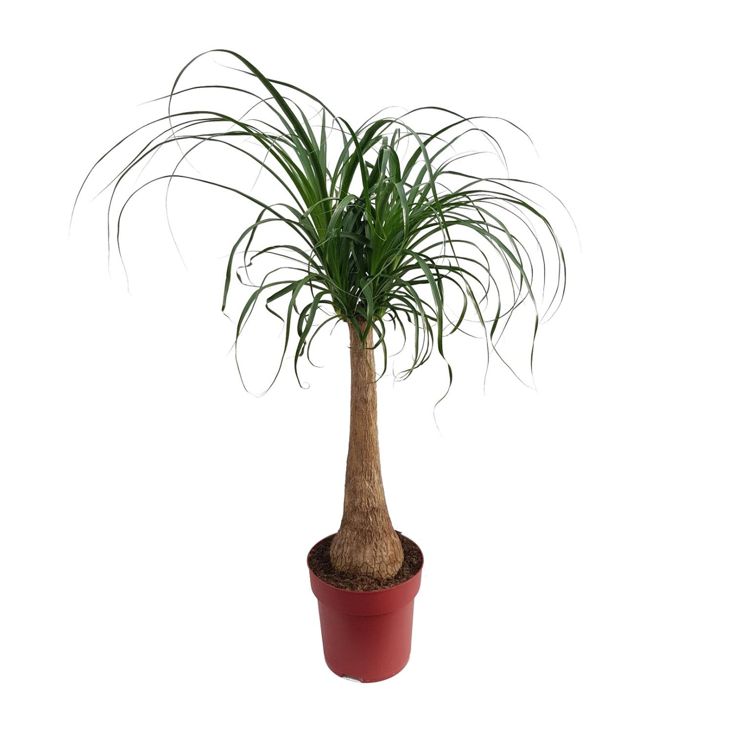 Beaucarnea 'Maya Palm' Stam P27 - Ø27cm - ↕110cm - Pflanzfix24