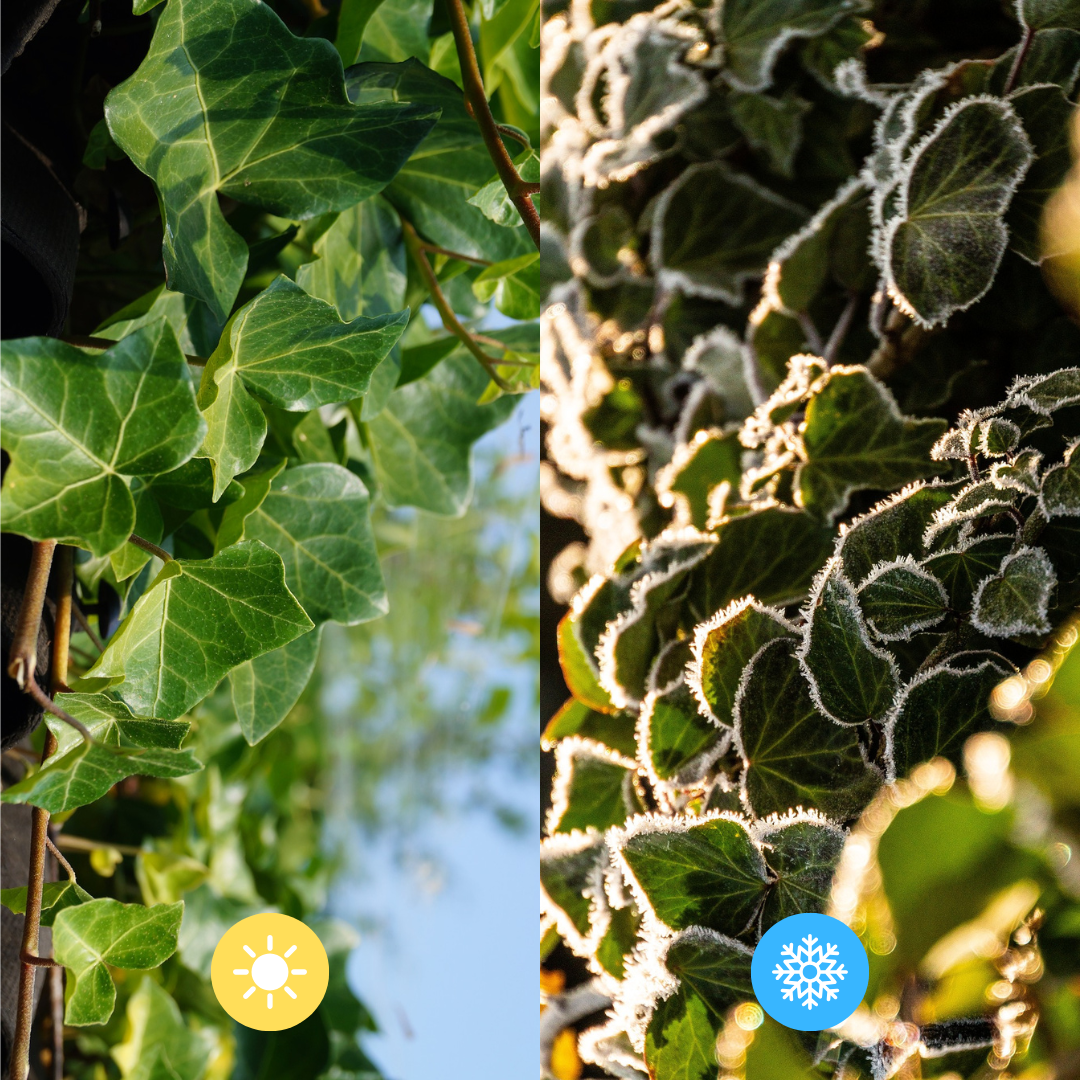 Hedera Hibernica Fertighecke - 150 cm - Pflanzfix24.de - Pflanzfix24.de