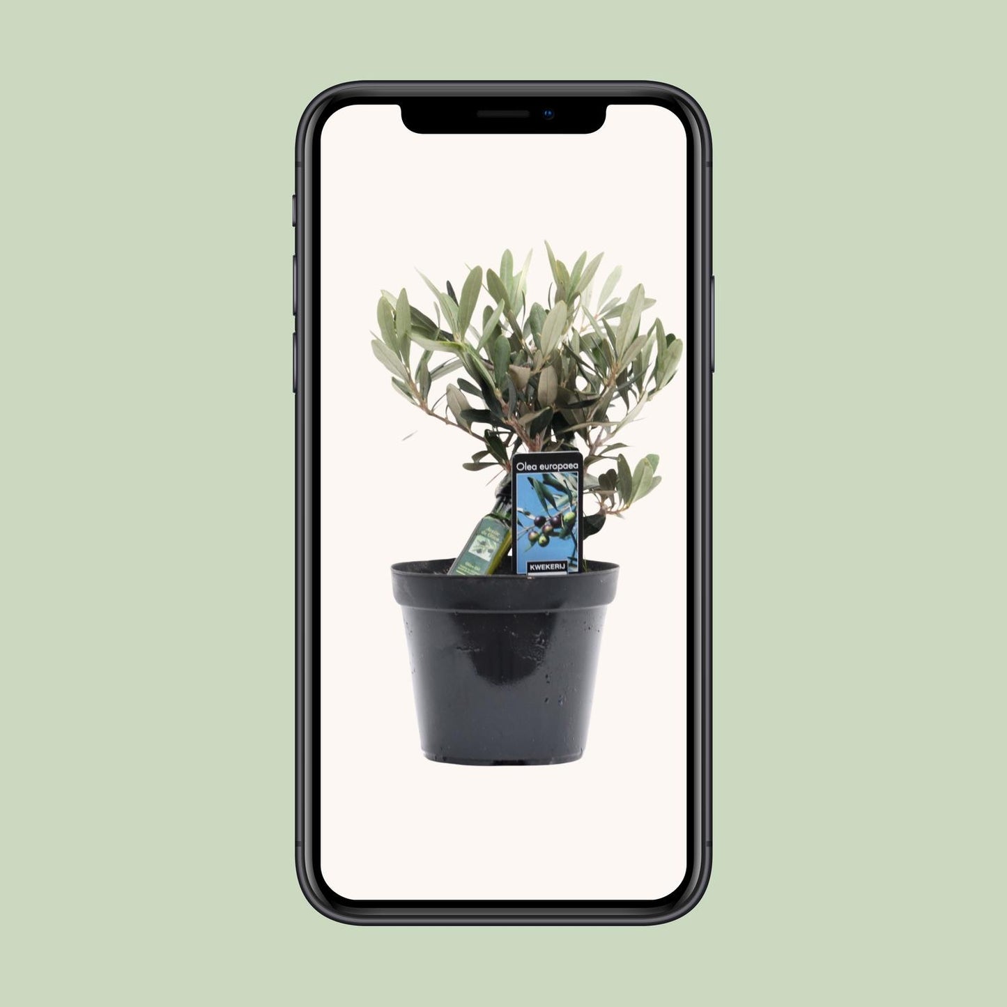 Olivenbaum Olea Olijf Ø13cm – 25cm hoch | Pflanzfix24.de - Pflanzfix24.de