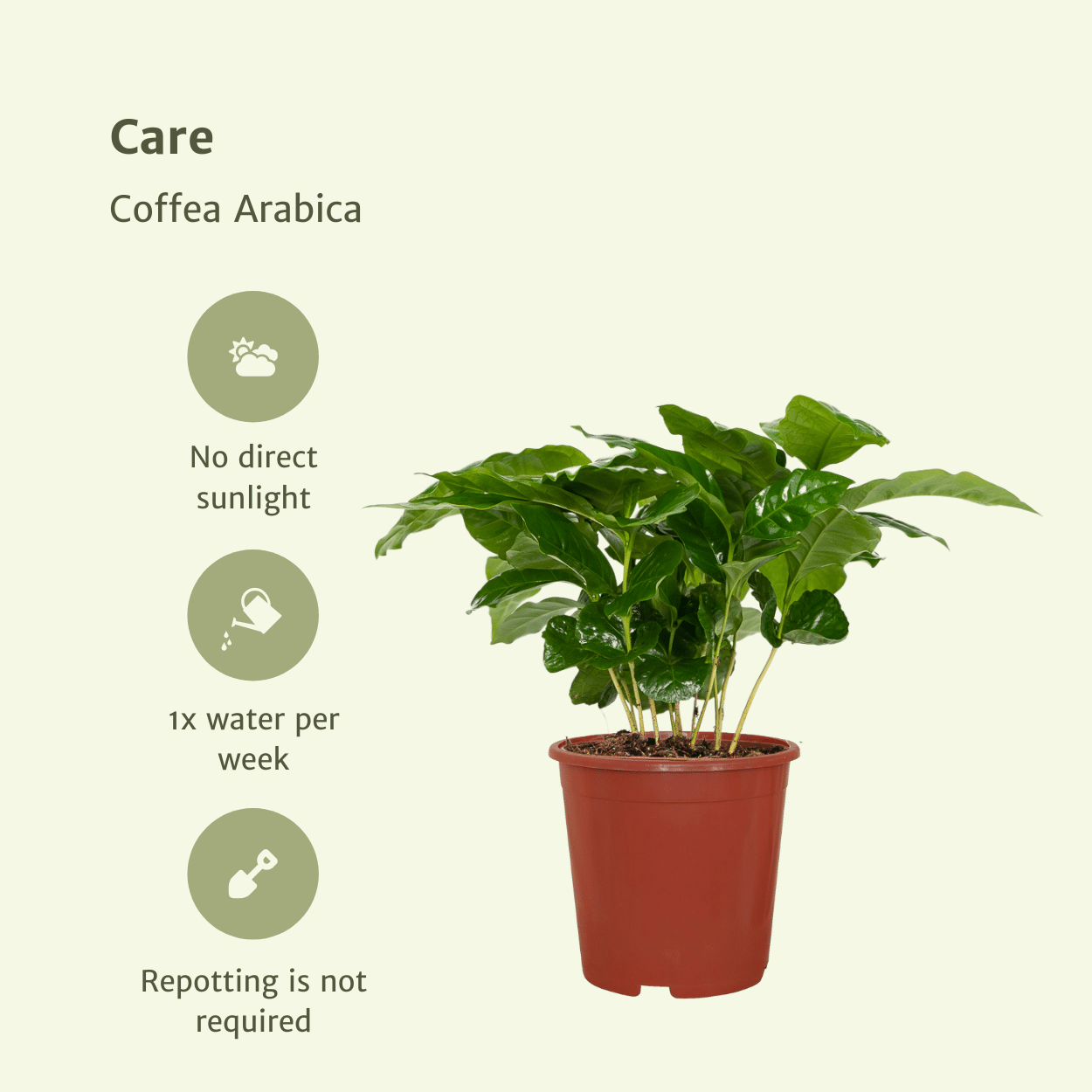 Coffea Arabica (Kaffeepflanze) - 2 Stücke - Pflanzfix24.de - Pflanzfix24.de