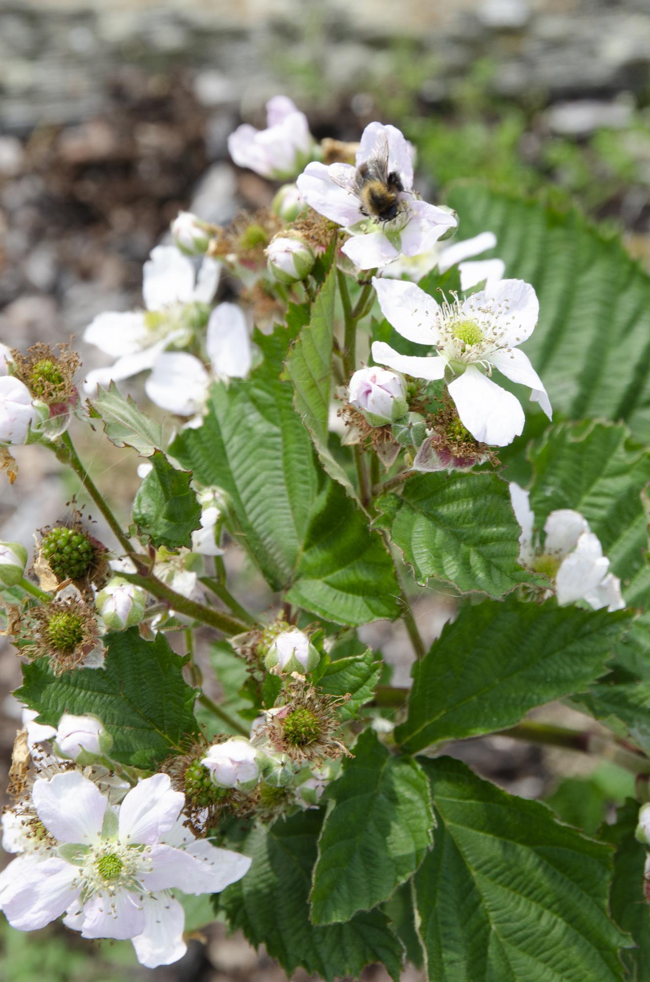 Rubus fruticosus Black Satin Ø13cm – dornenlose Brombeere | Pflanzfix24.de - Pflanzfix24.de