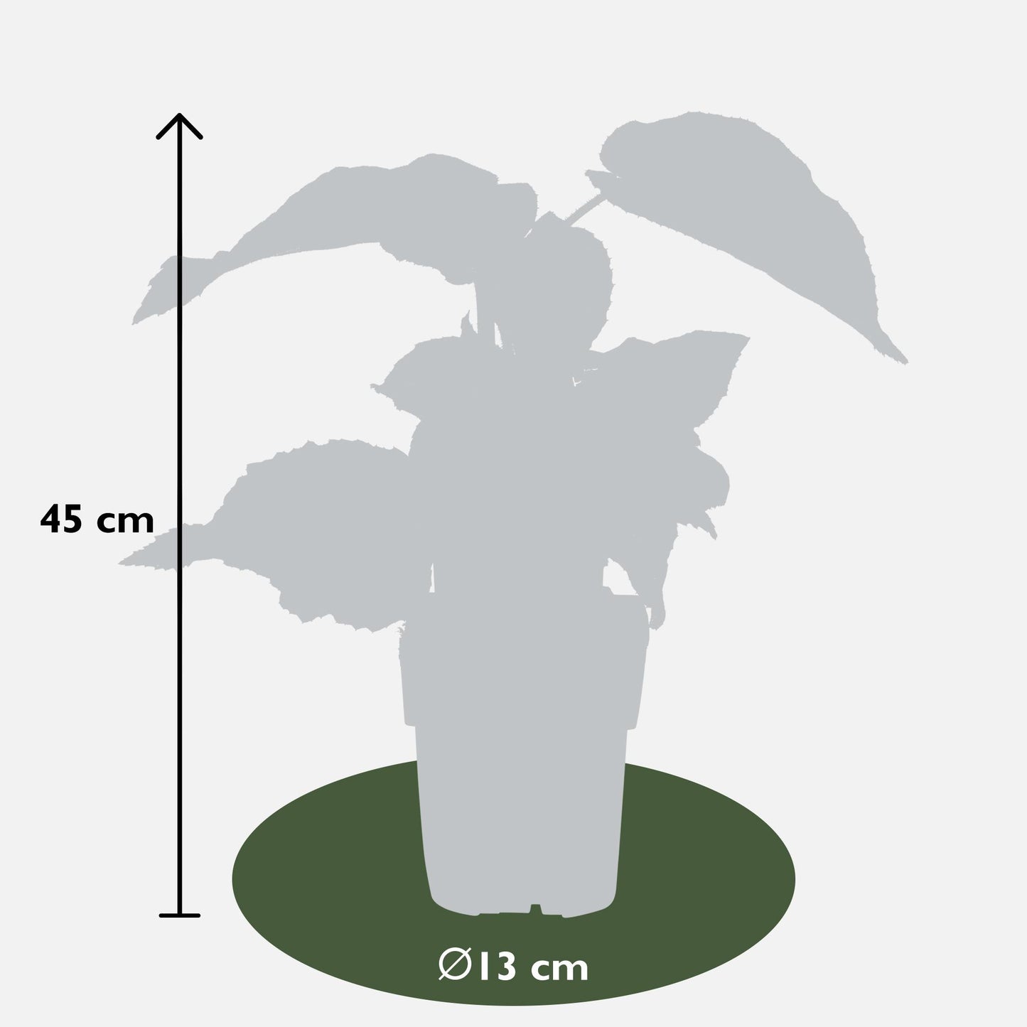 3x - Actinidia delciosioa 'Jenny' - ↨45cm - Ø13 - Pflanzfix24