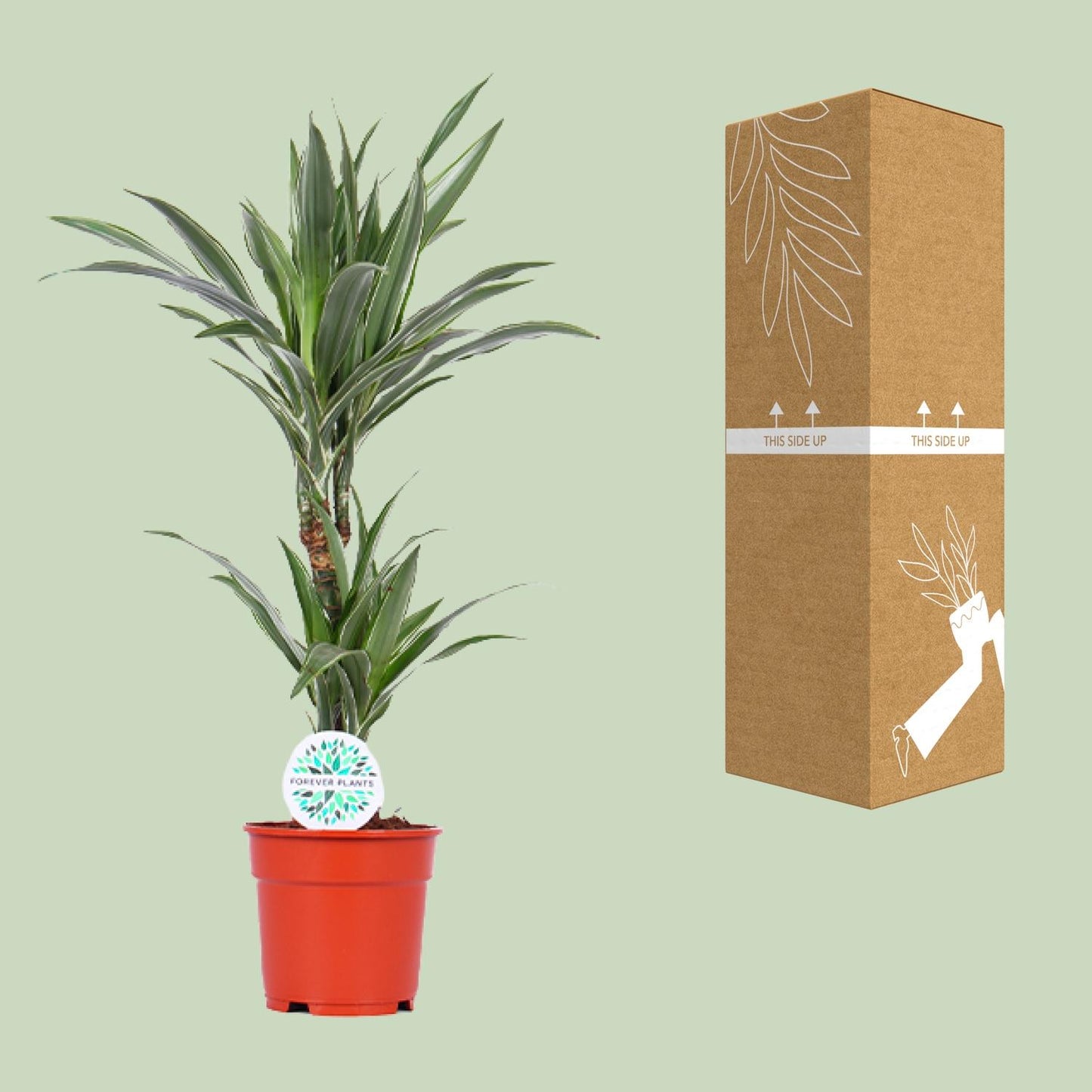 Dracaena Warneckei - Ø17cm - ↕65cm - Pflanzfix24