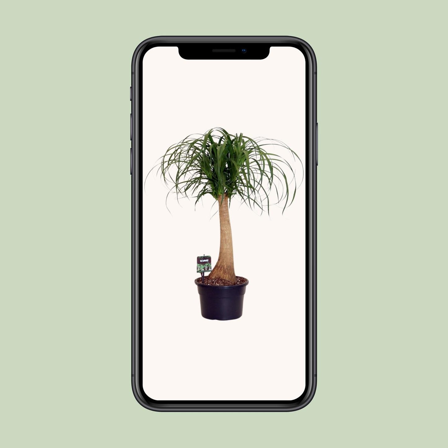 Beaucarnea Nolina - Ø23cm - ↕80cm von Pflanzfix24