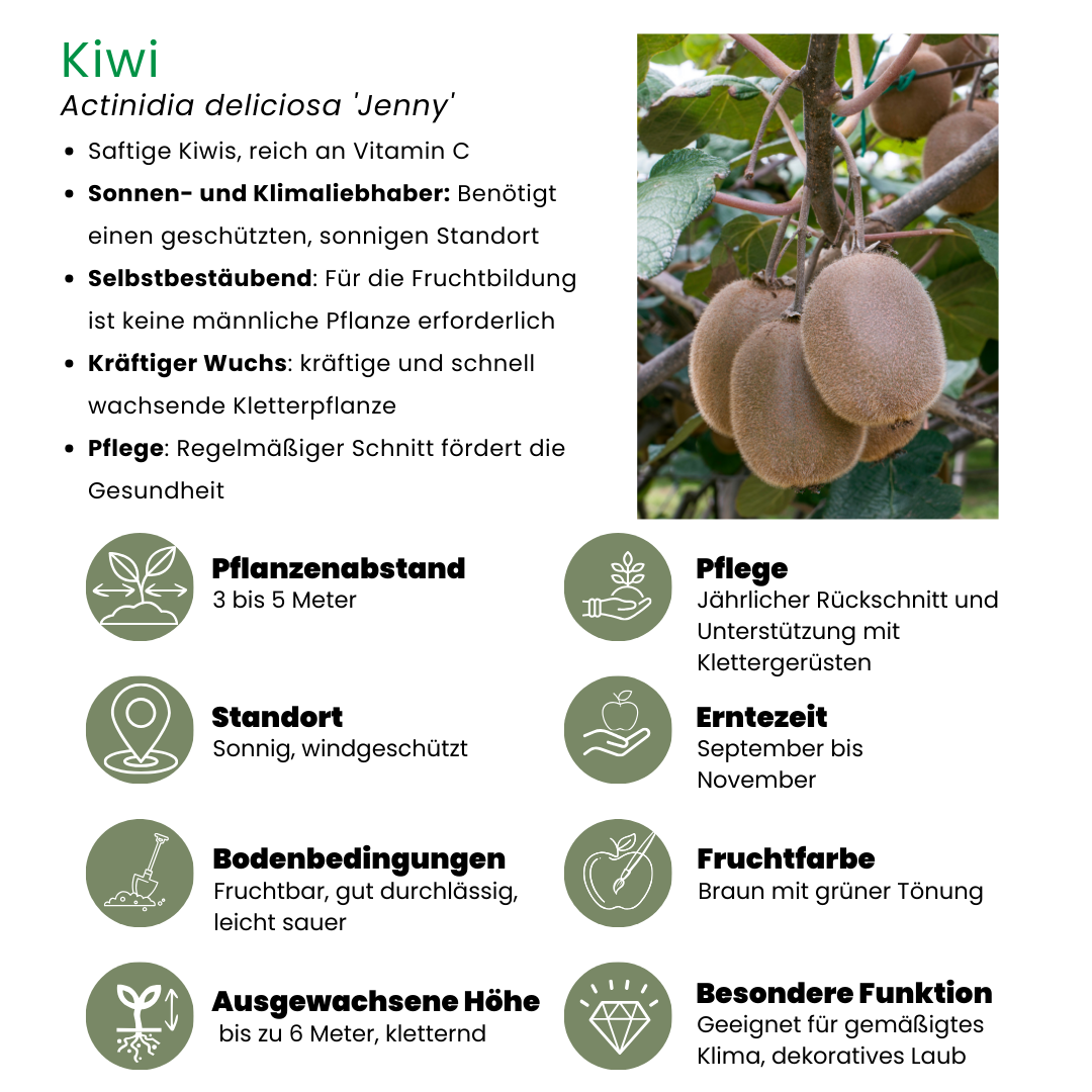 6 x Bio-Kiwi-Pflanzen - Ø 13 cm - ↨ 20 cm bei Pflanzfix24.de