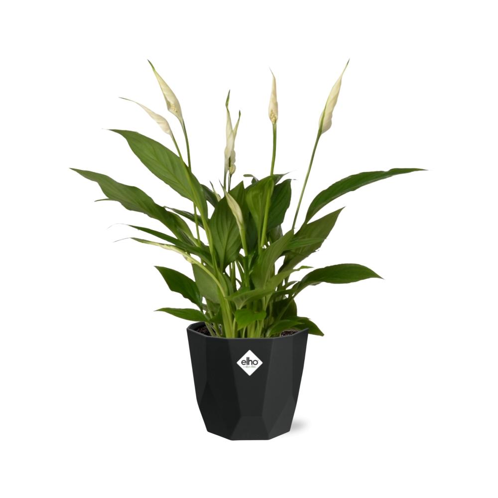 Spathiphyllum 12cm Torelli in 14cm b.for rock living black - Pflanzfix24