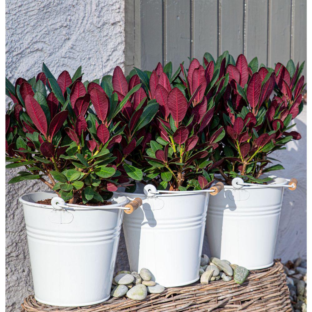 Rhododendron 'Wine & Roses' - Ø13cm - ↕20cm - Pflanzfix24