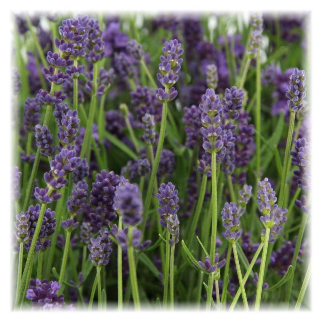 Lavandula angustifolia Felice® - Set van 6 Lavendel planten - 12 cm pot - pflanzfix24