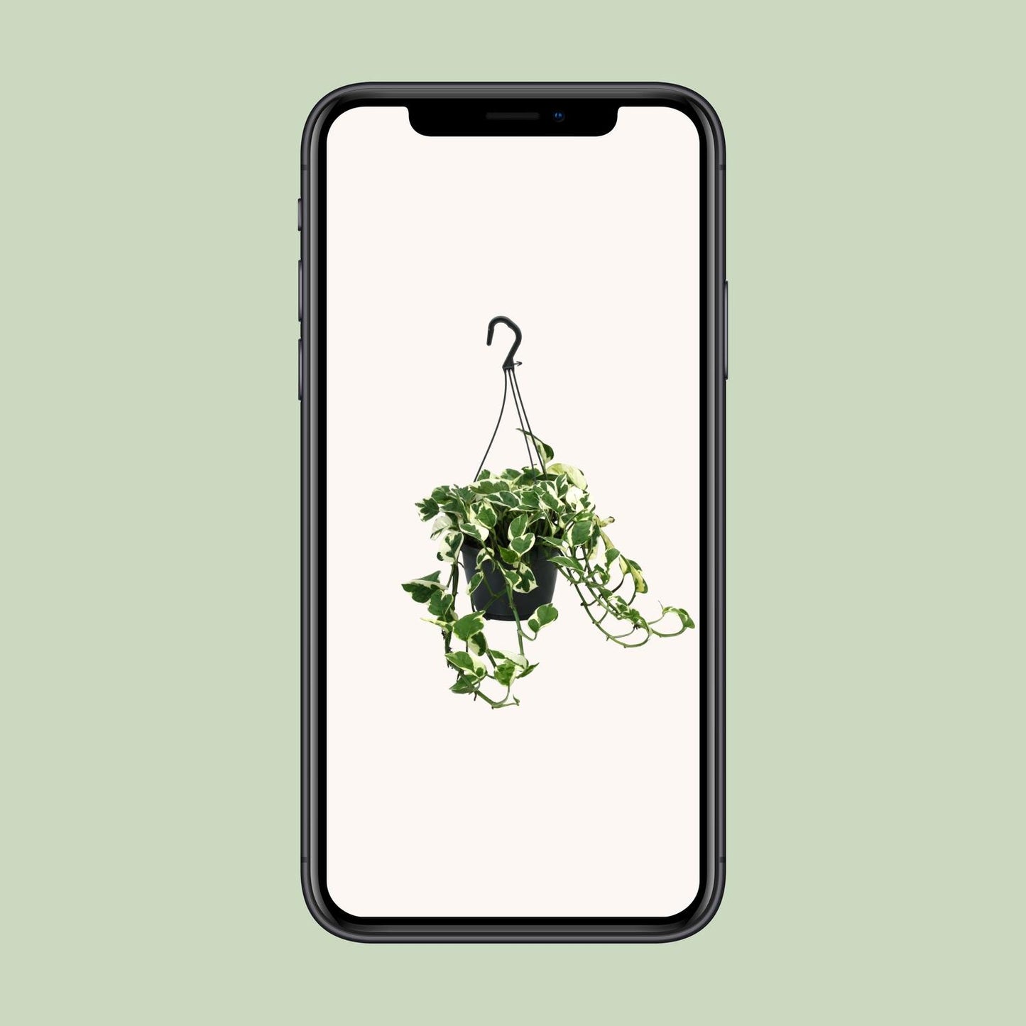 Scindapsus N’Joy 35cm – Ø15cm Topf – Pflanzfix24.de - Pflanzfix24.de