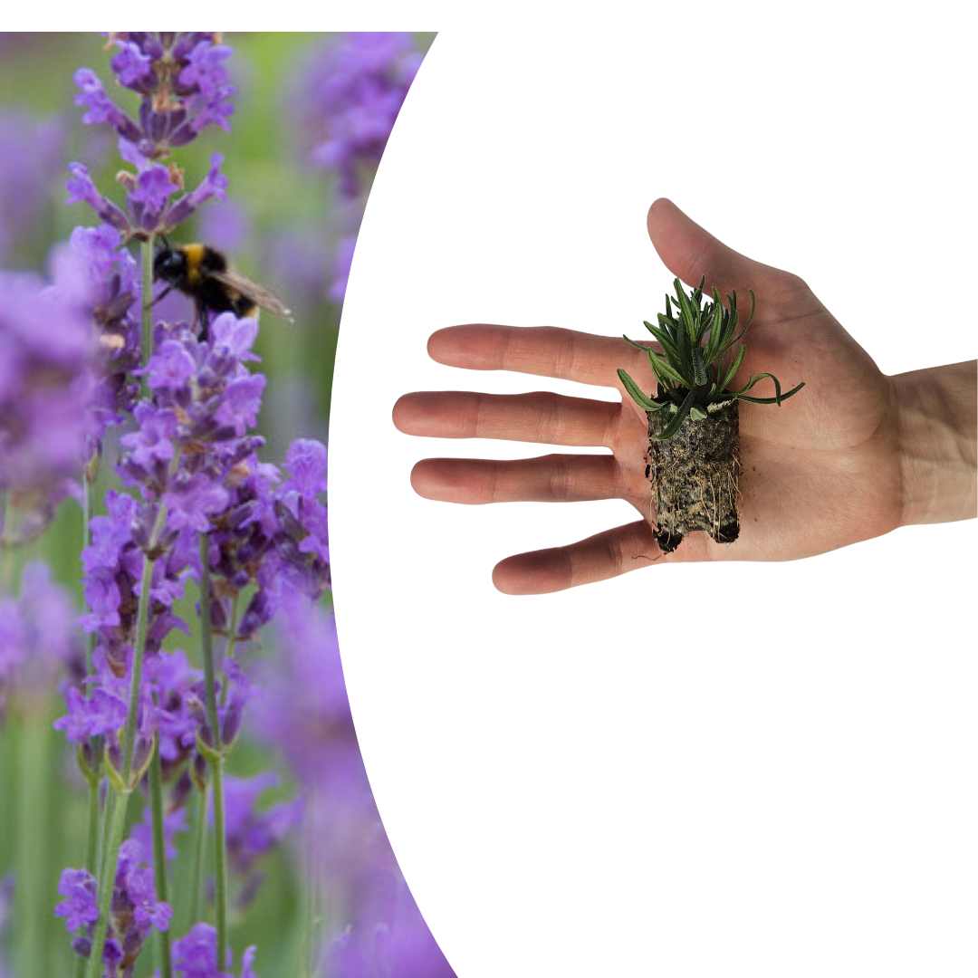 Lavandula 'Munstead' 6er-Set – Duftende Lavendel Jungpflanzen | Pflanzfix24.de - Pflanzfix24.de