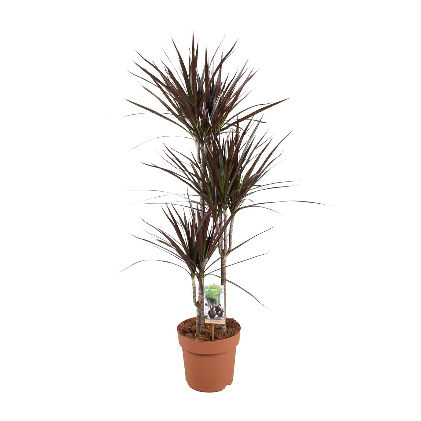Dracaena Magenta - Ø21cm - pflanzfix24