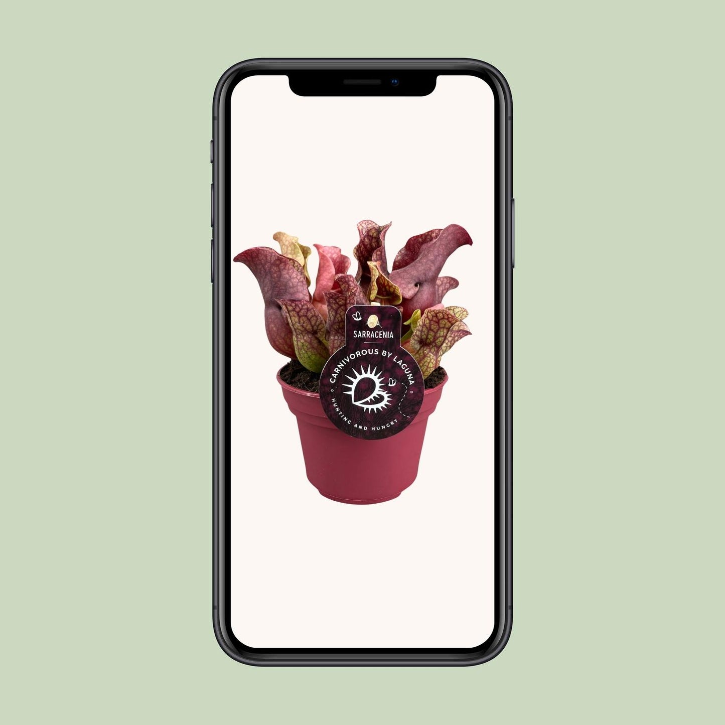 Sarracenia – Fleischfressende Pflanze Ø12cm – Pflanzfix24.de - Pflanzfix24.de