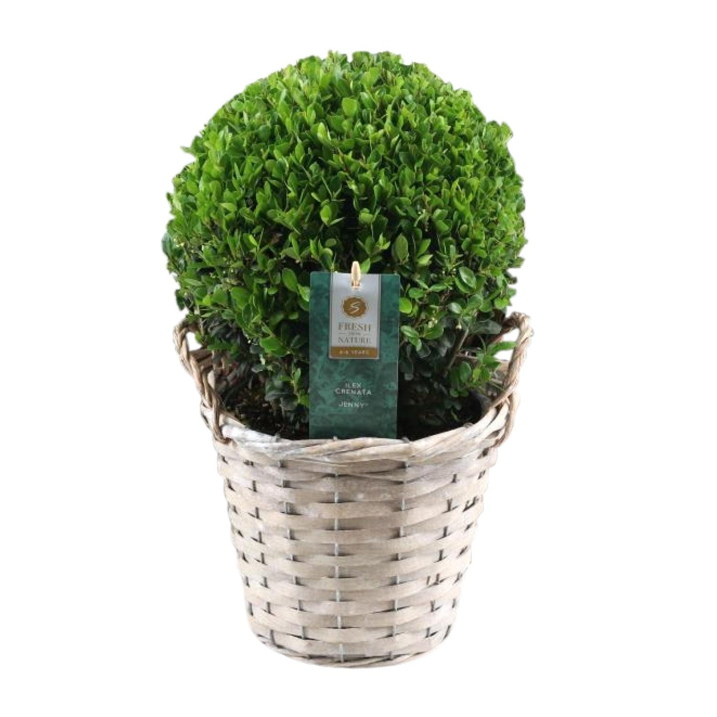 Ilex Crenata 'Jenny'® Ball Ø20cm P17 In Basket - Pflanzfix24